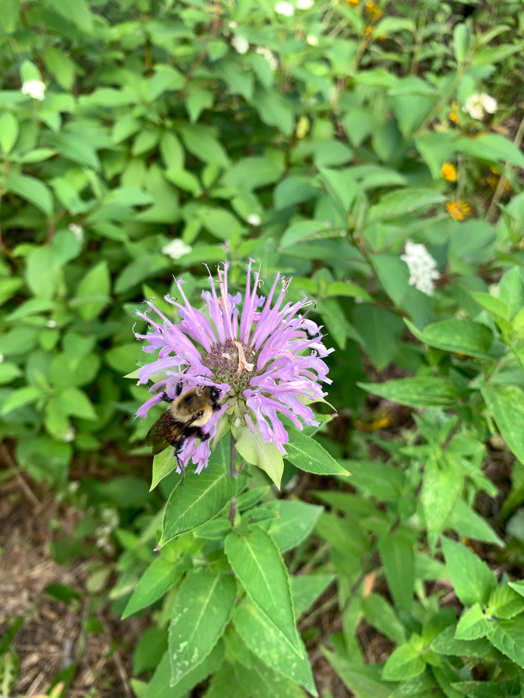 Pollinator Powerhouse Kit