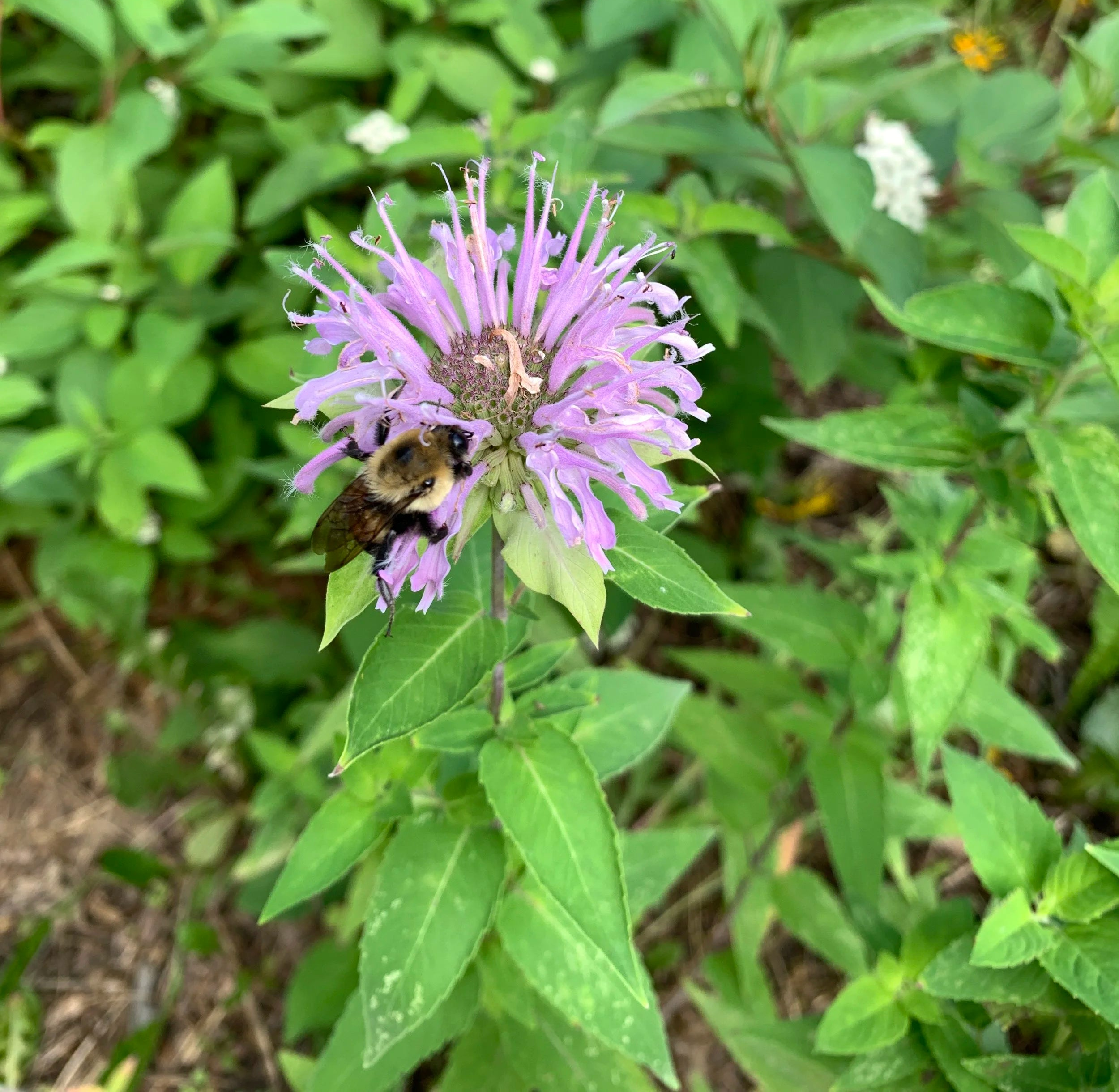 Bee Balm (Monarda Fistulosa)