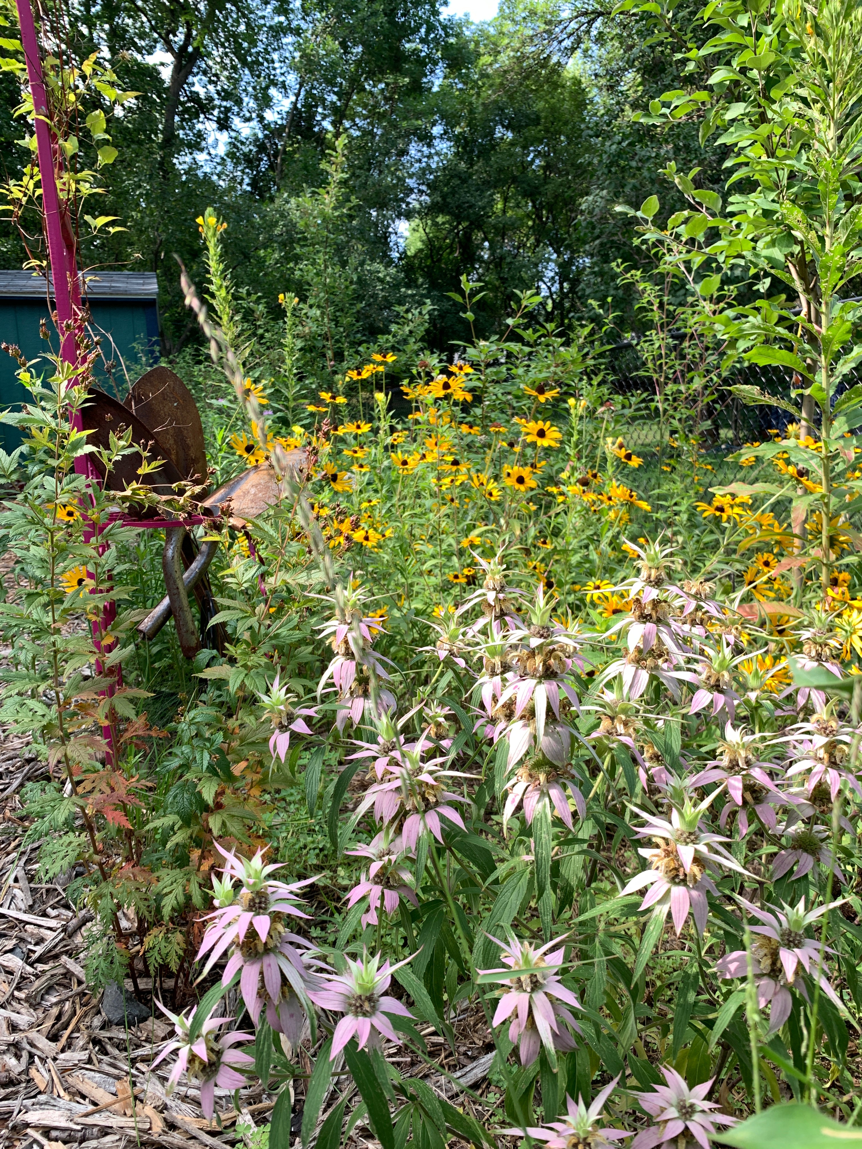 Spotted Bee Balm (Monarda Punctata)