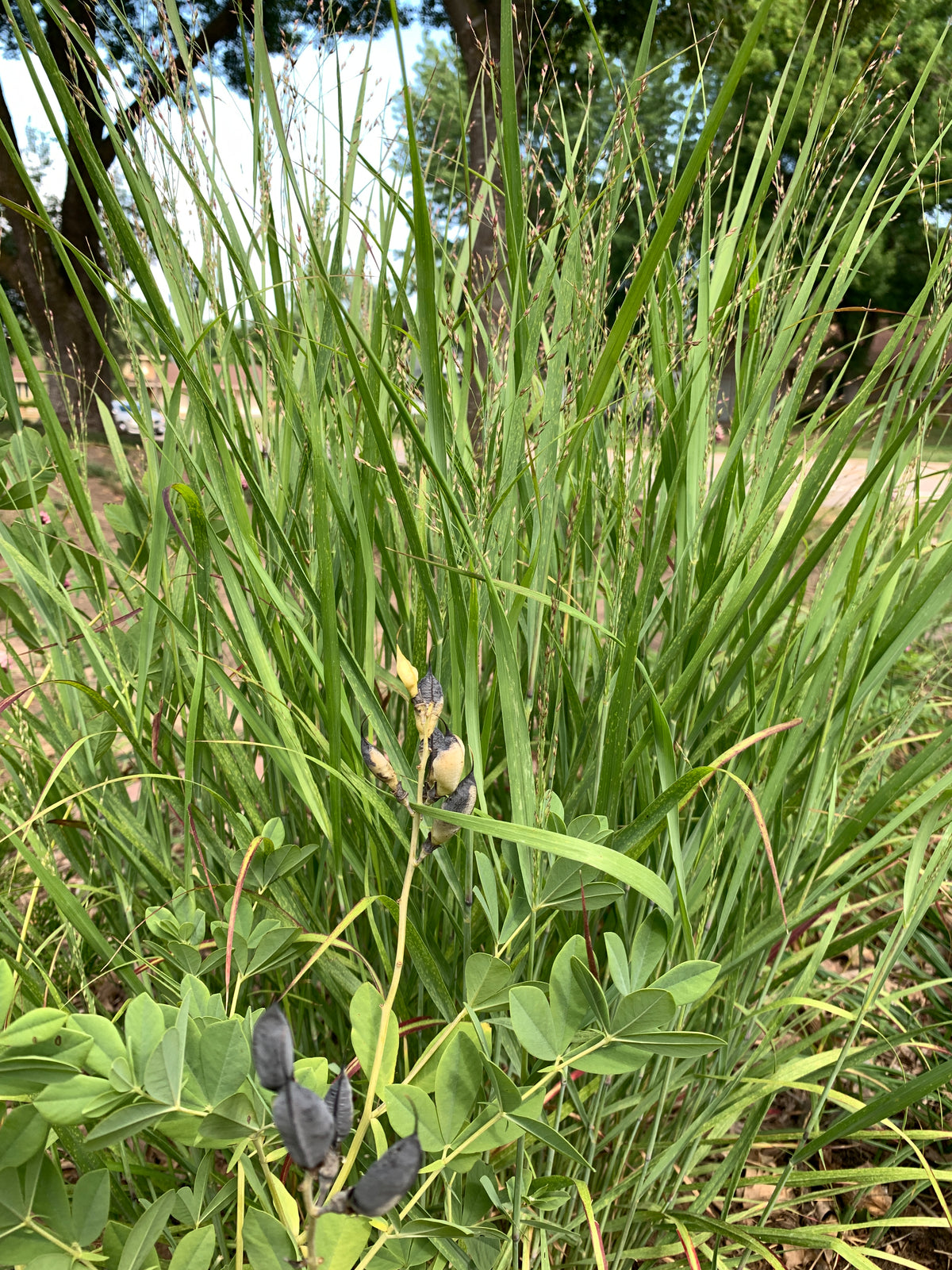 Switchgrass (Panicum Virgatum)