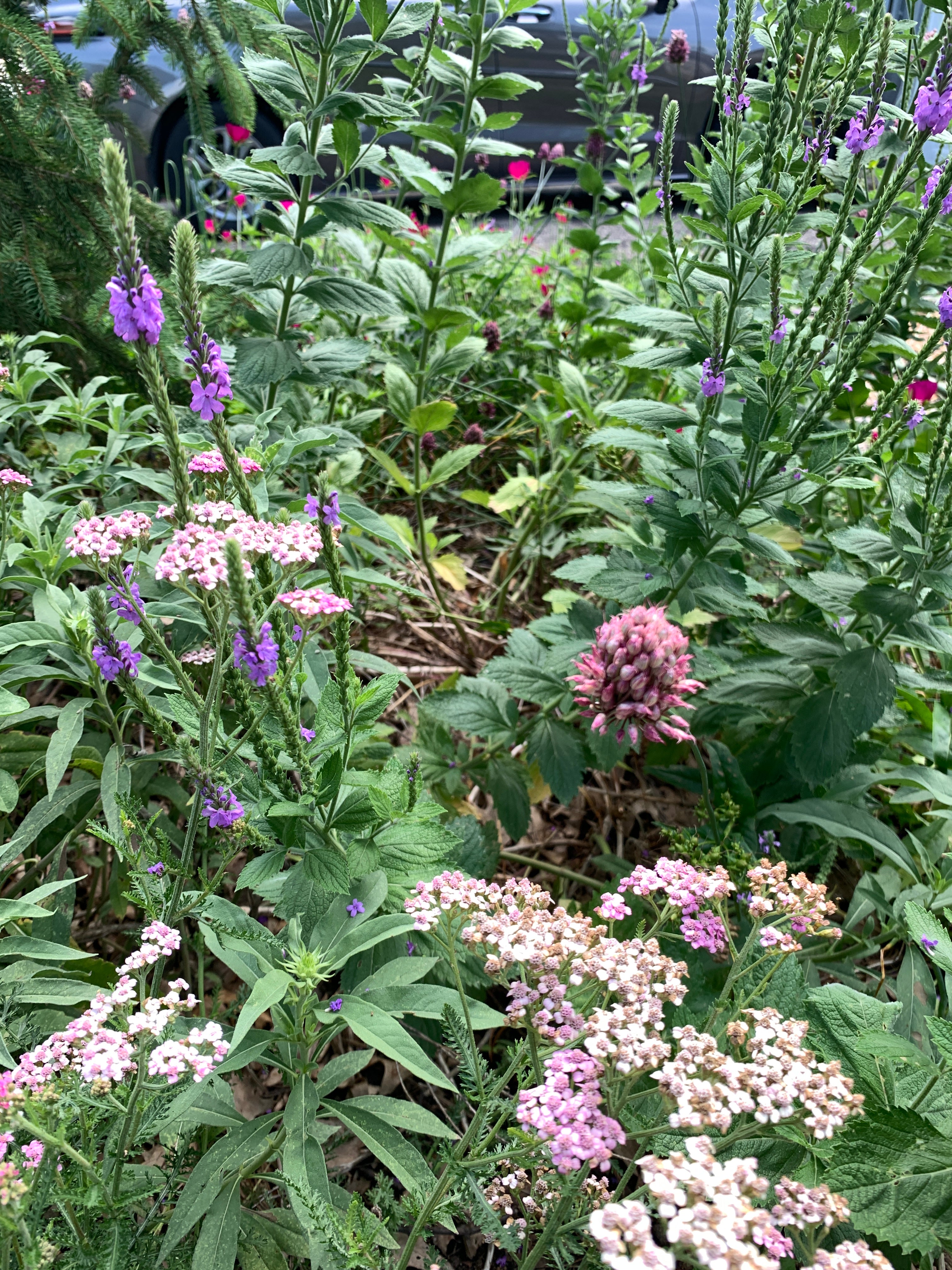 Hoary Vervain (Verbena Stricta)