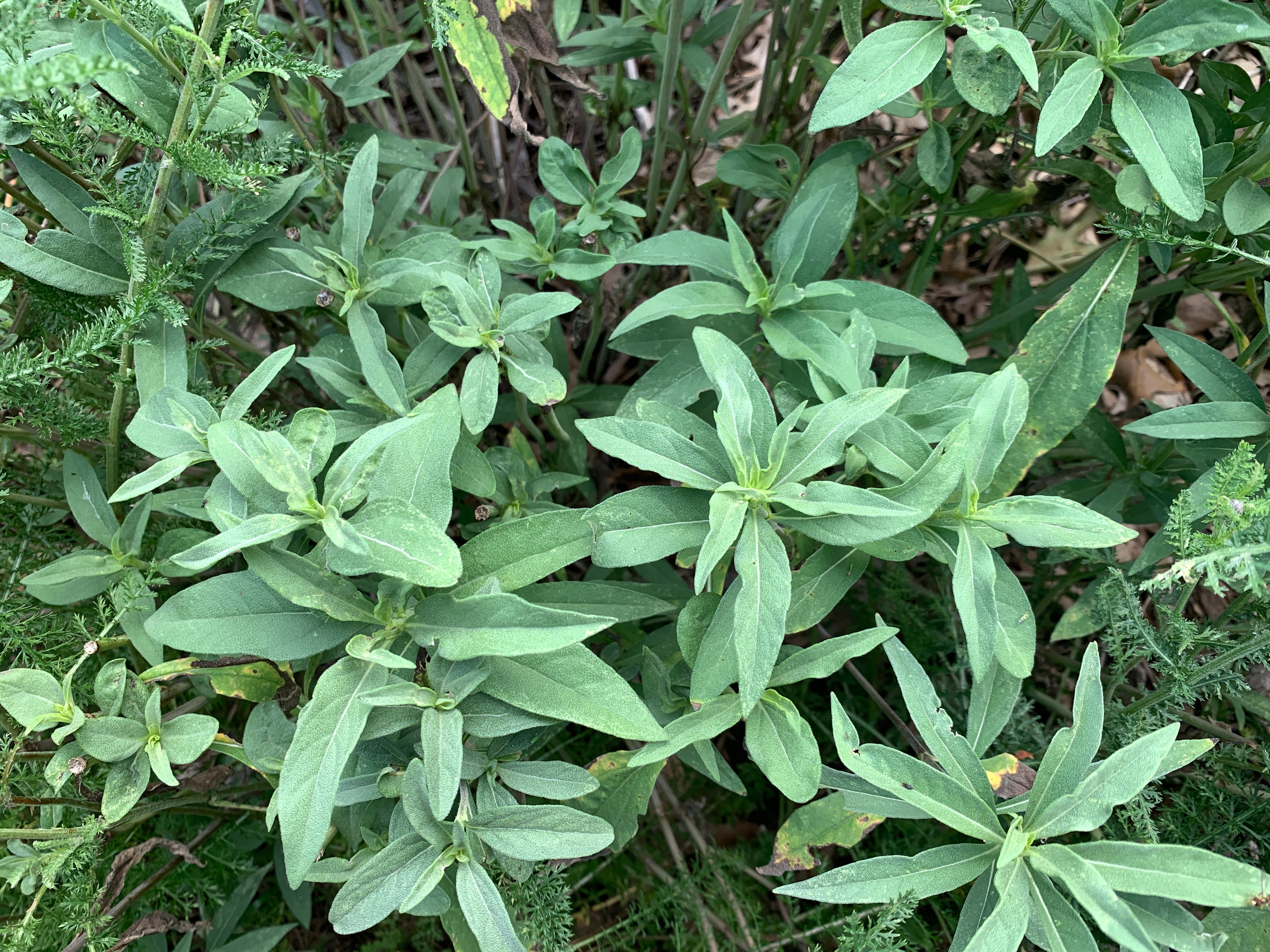 Maximilian Sunflower (Helianthus Maximiliani)
