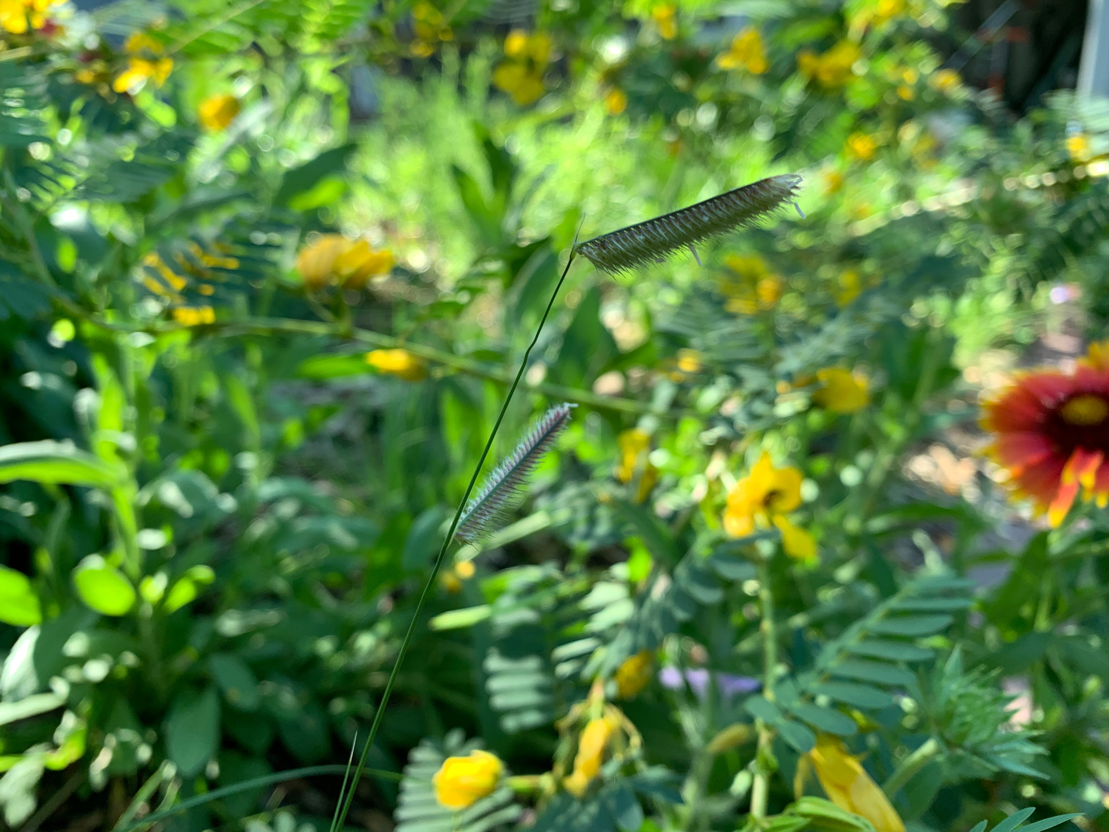 Blue Grama (Bouteloua Gracilis)