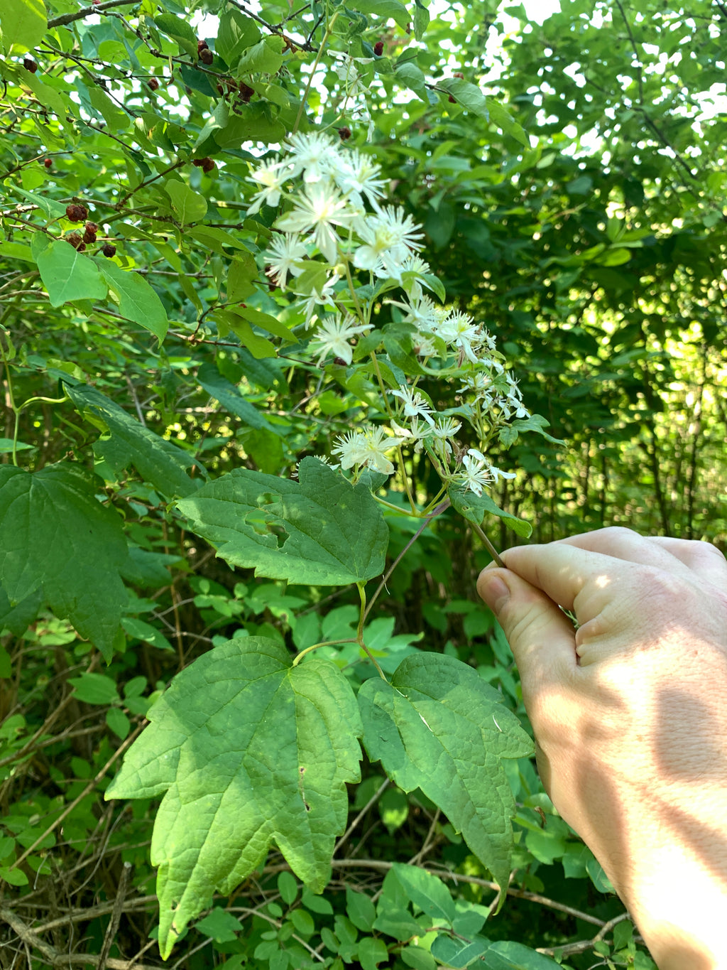 Virgin's Bower (Clematis Virginiana)