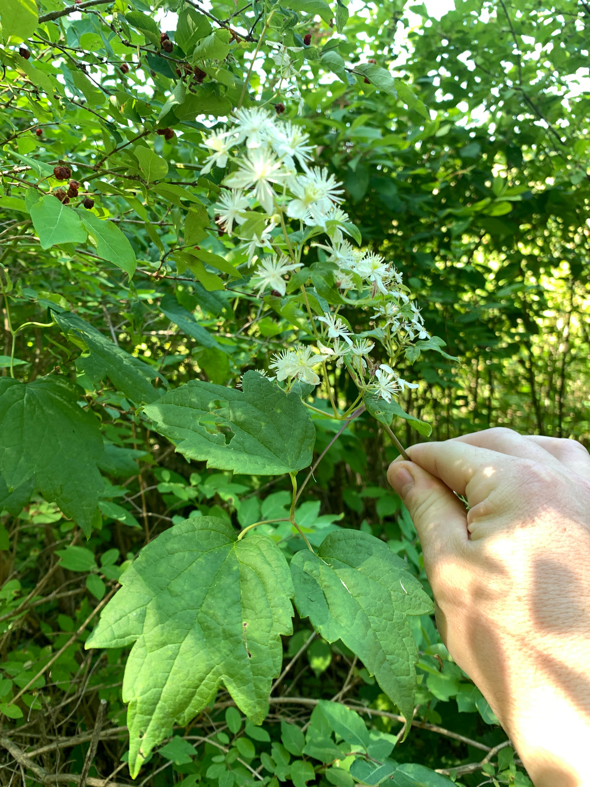 Virgin's Bower (Clematis Virginiana)