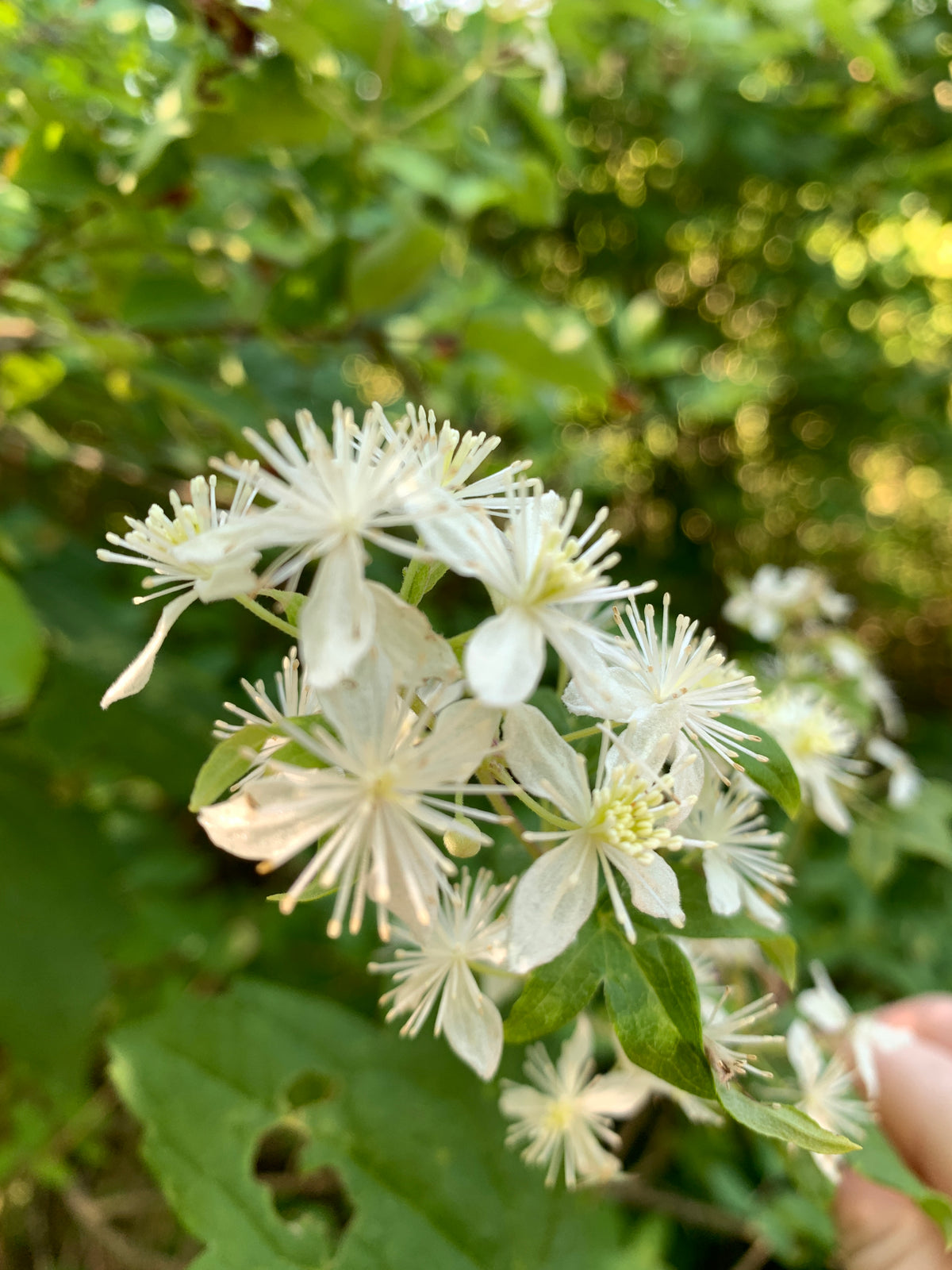 Virgin's Bower (Clematis Virginiana)
