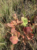 Prairie Alumroot (Heuchera Richardsonii)