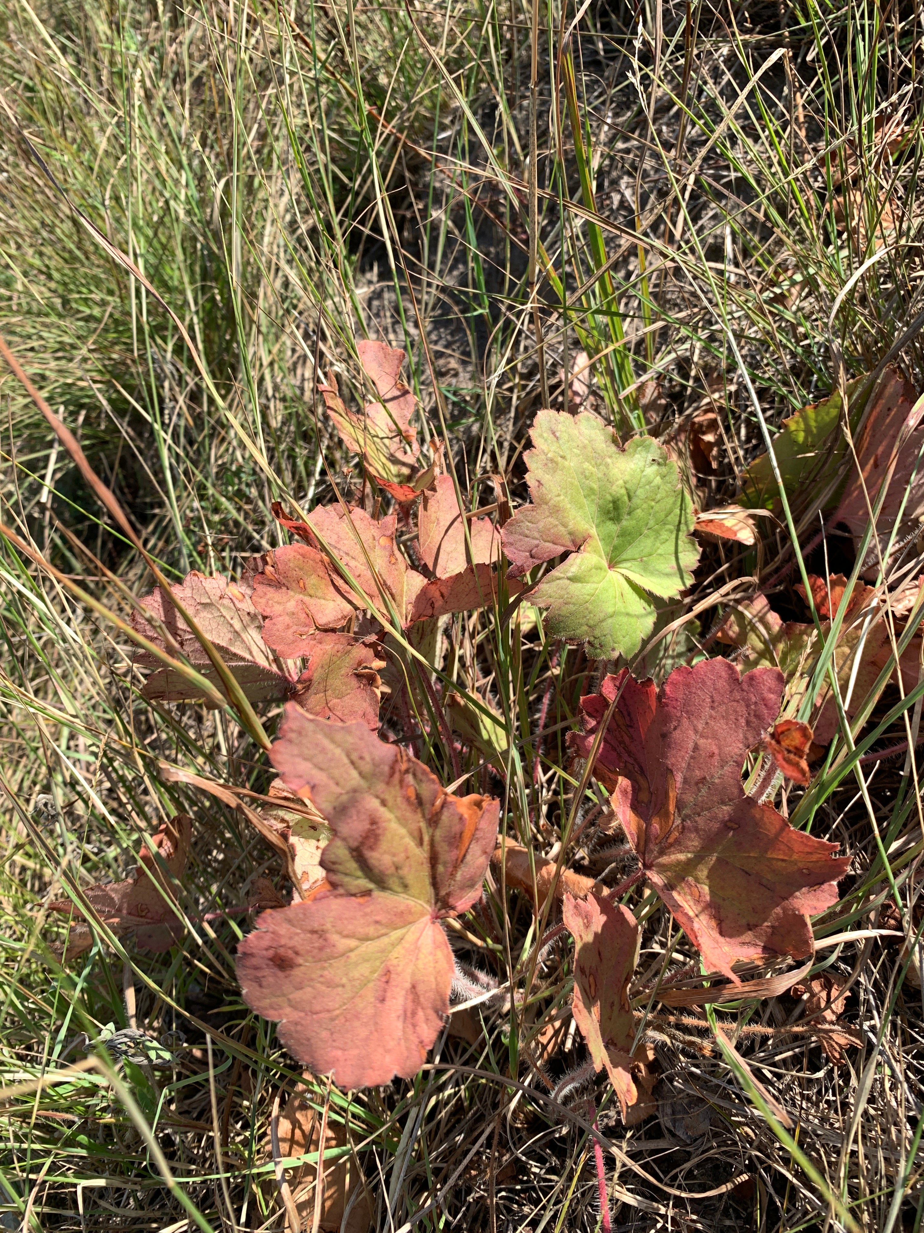 Prairie Alumroot (Heuchera Richardsonii)