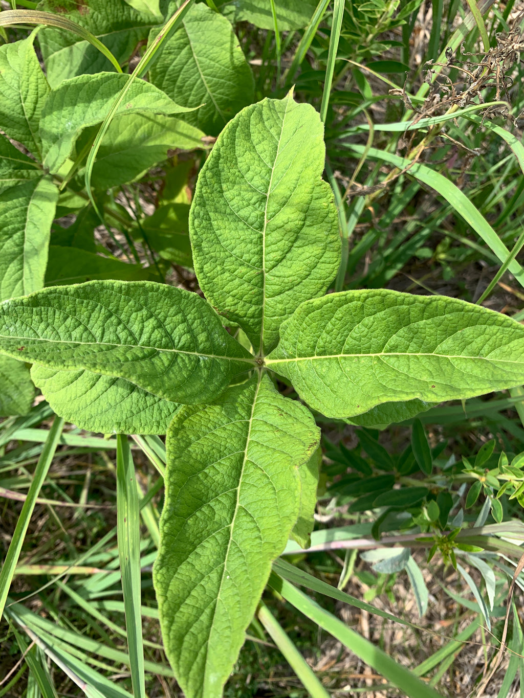 Late Horse Gentian (Triosteum perfoliatum)