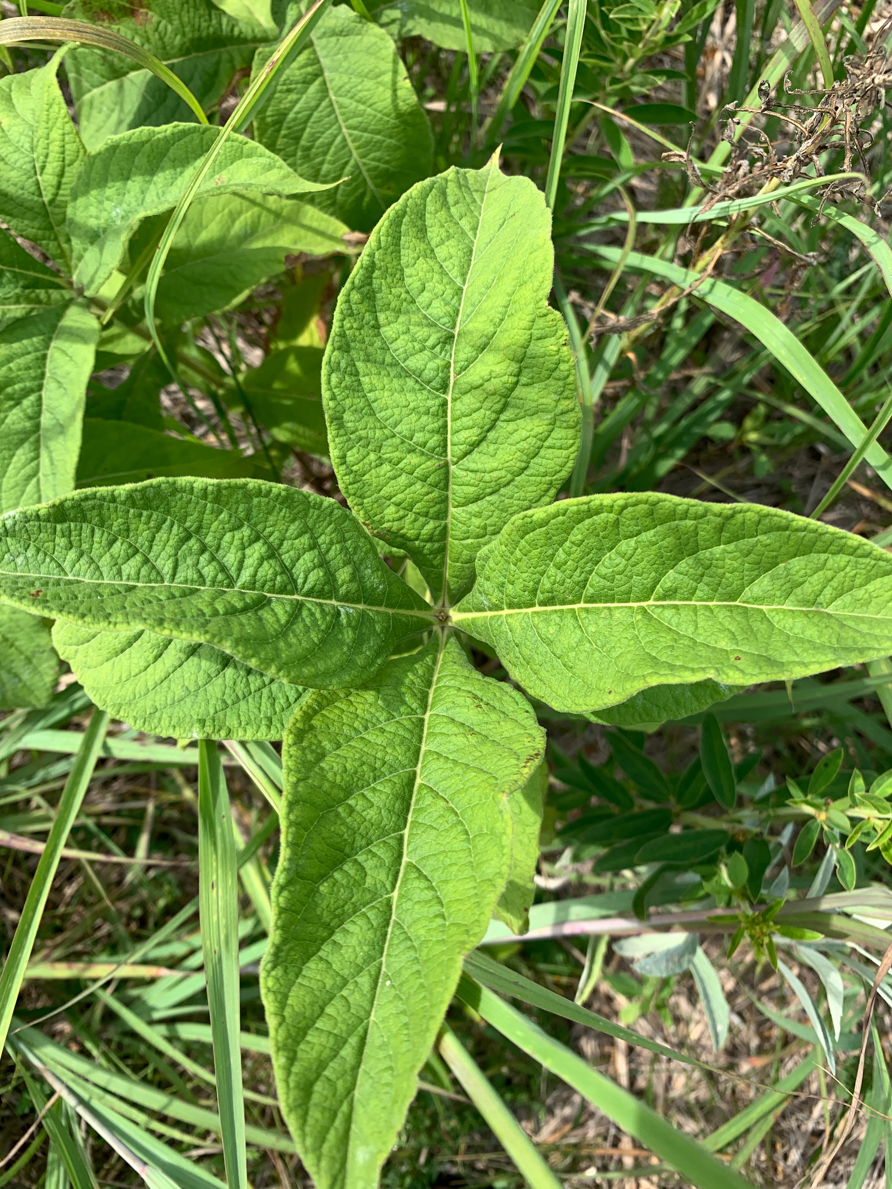 Late Horse Gentian (Triosteum perfoliatum)