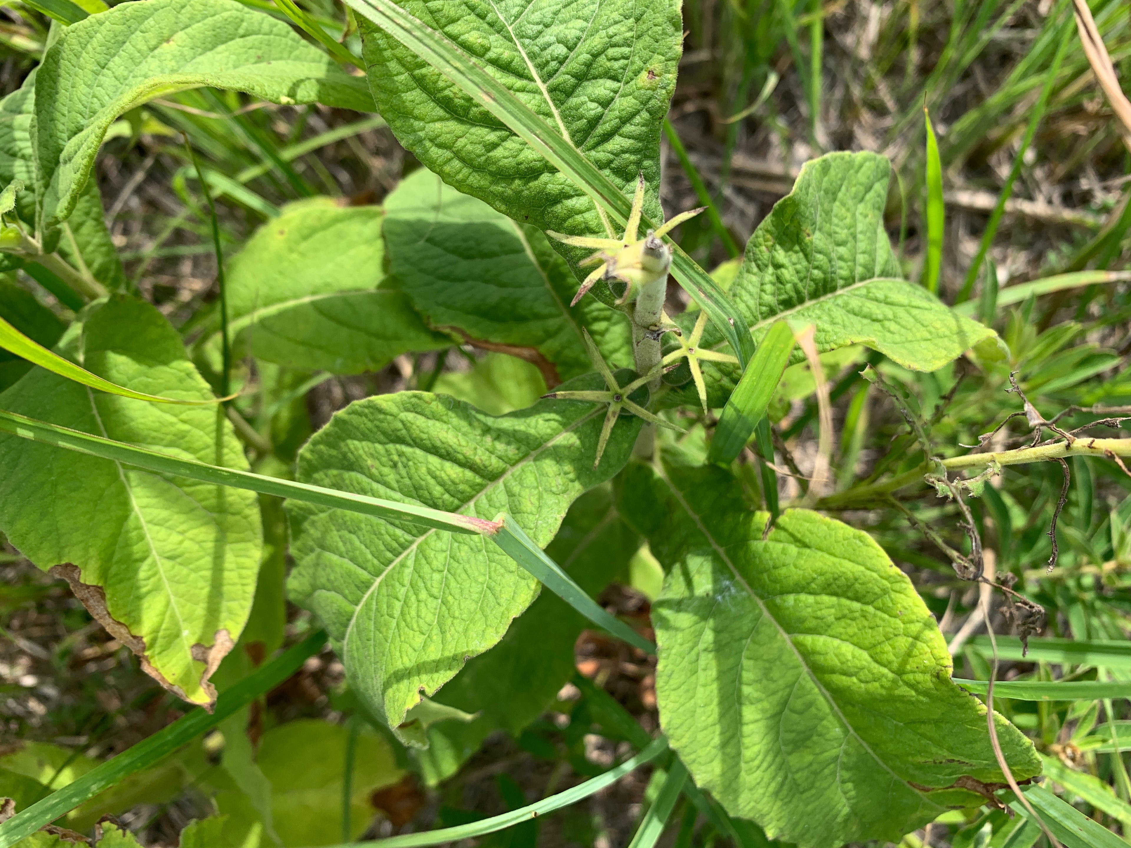 Late Horse Gentian (Triosteum perfoliatum)