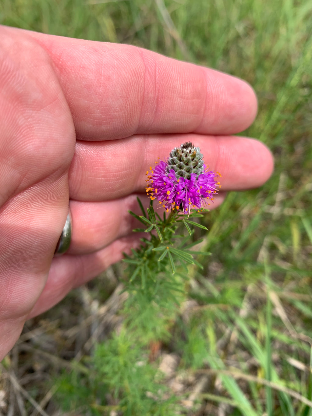 Purple Prairie Clover (Dalea Purpurea)