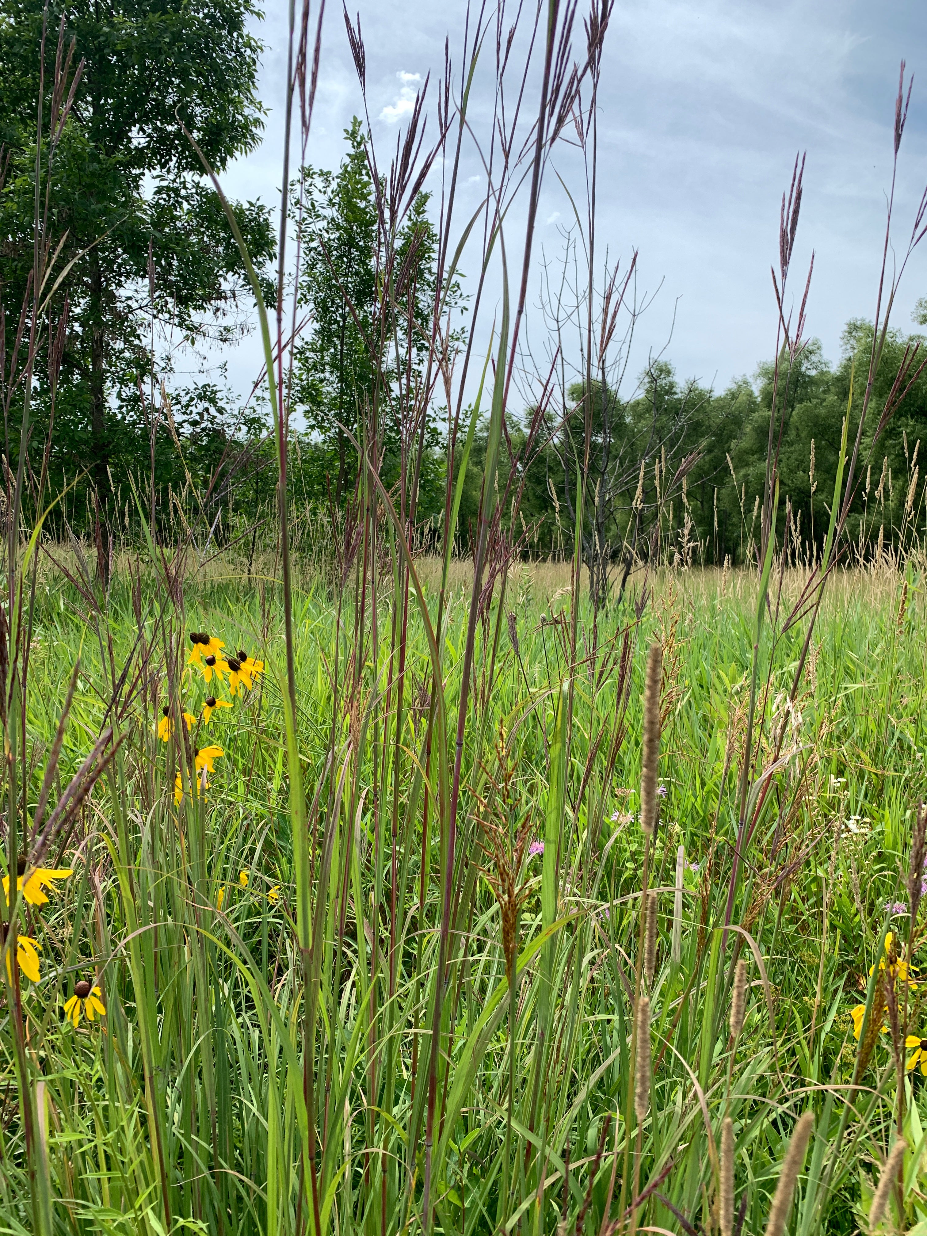 Big Bluestem (Andropogon Gerardii)