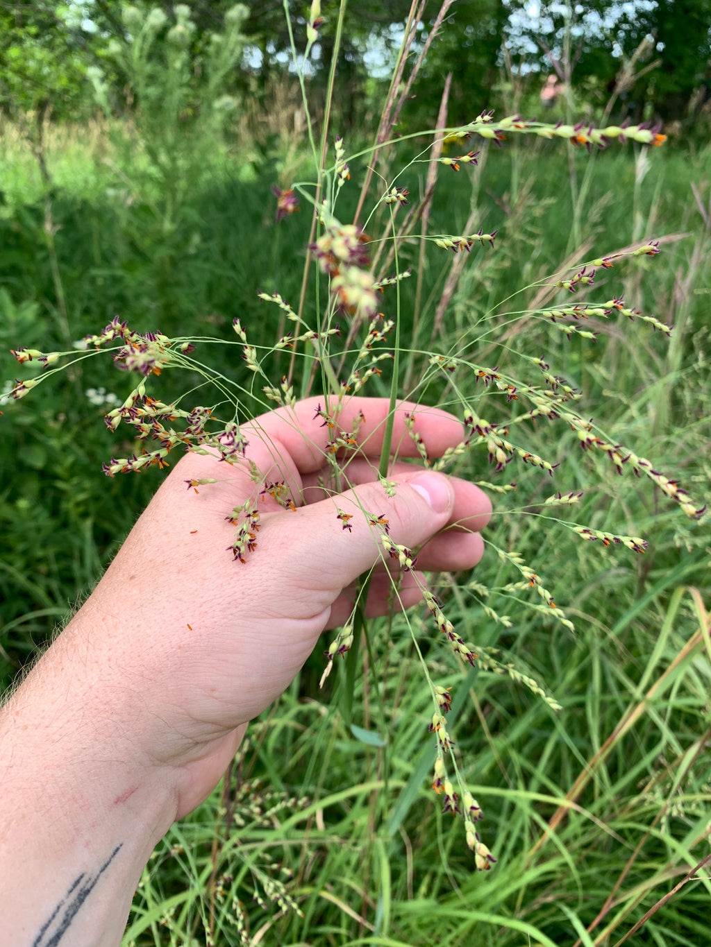 Switchgrass (Panicum Virgatum)