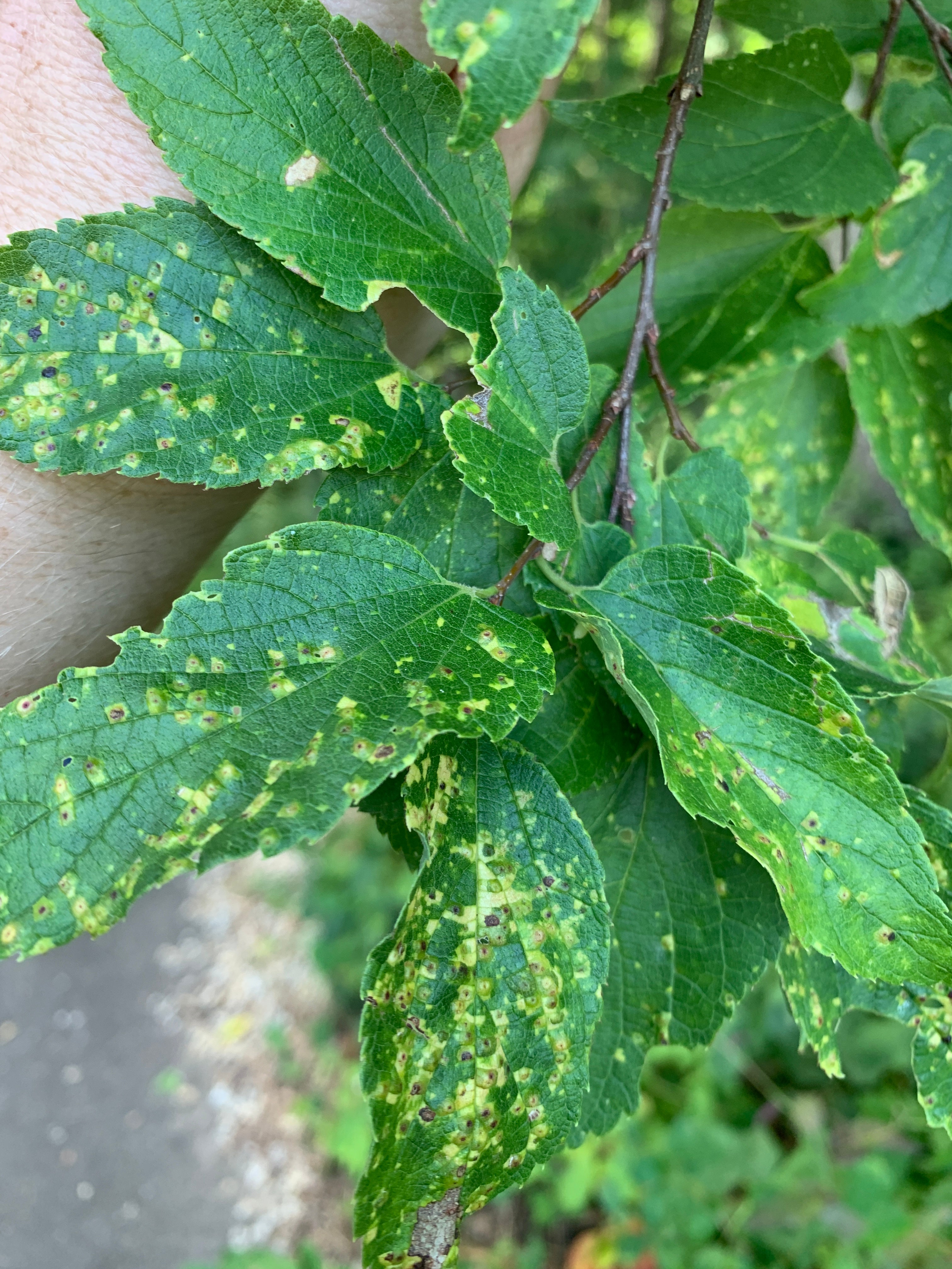 Hackberry (Celtis Occidentalis)