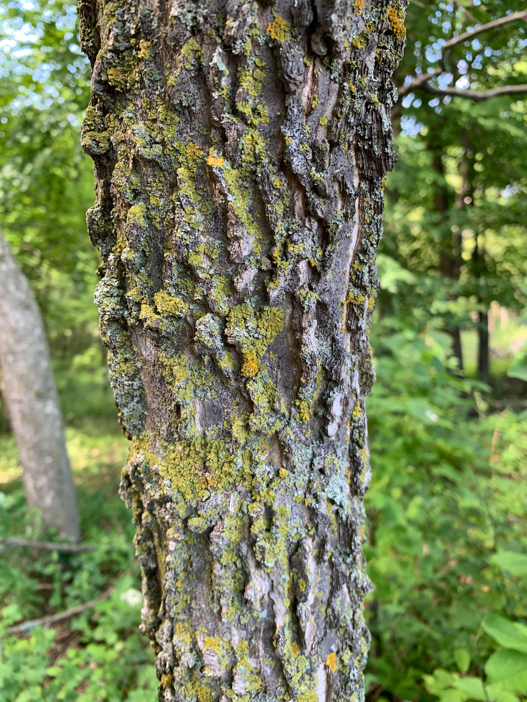 Hackberry (Celtis Occidentalis)