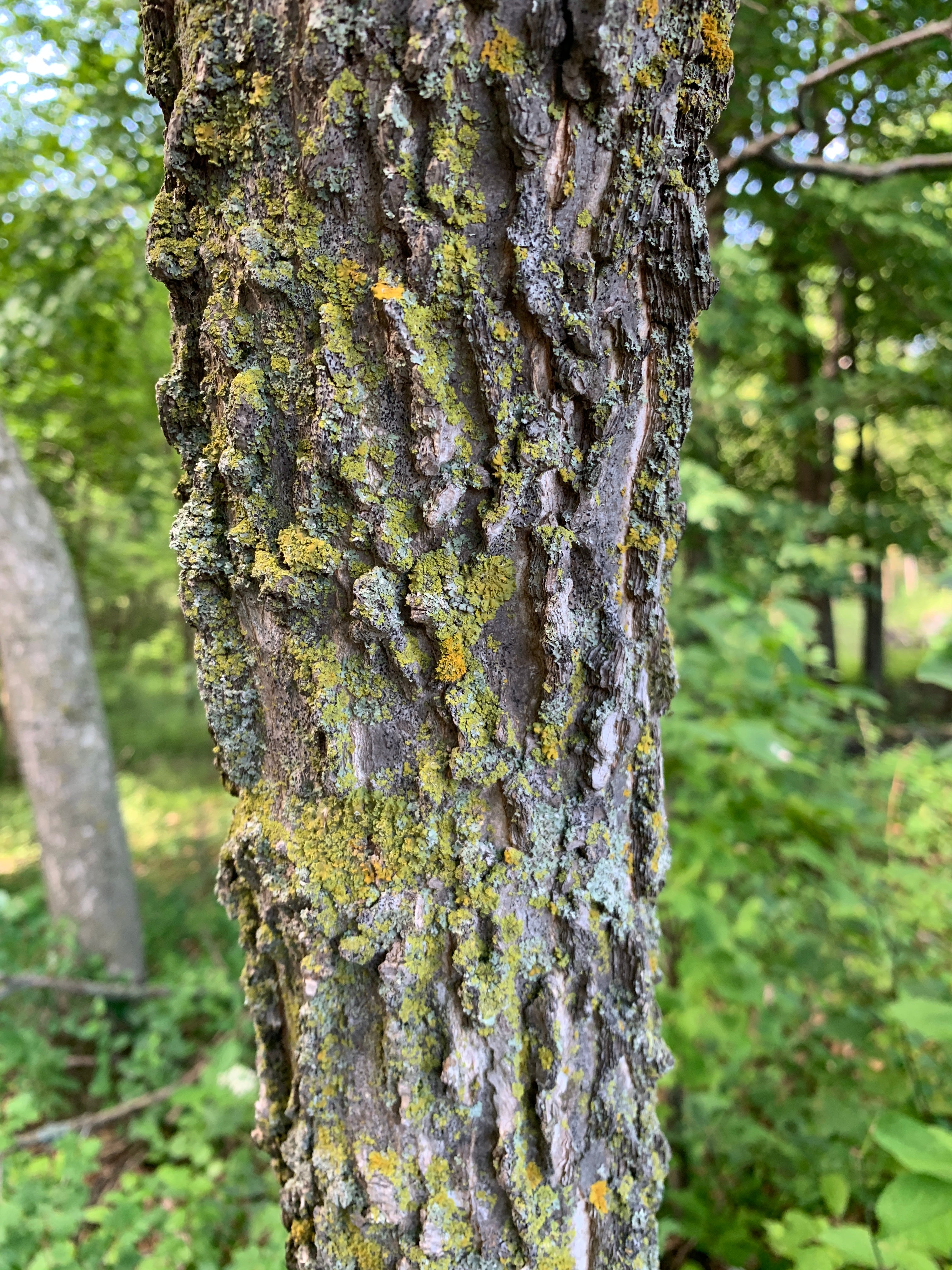 Hackberry (Celtis Occidentalis)