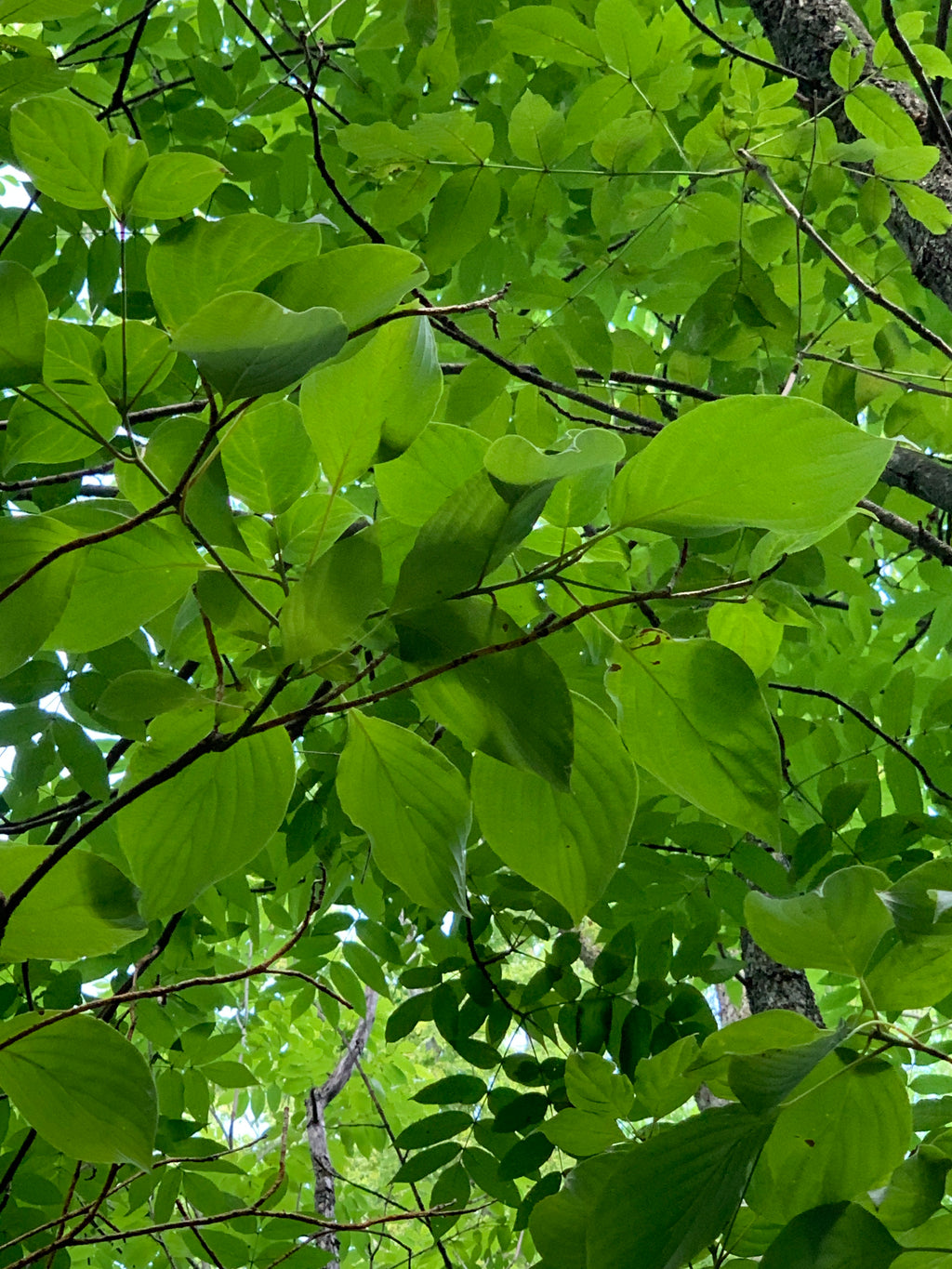 Pagoda Dogwood (Cornus Alternifolia)