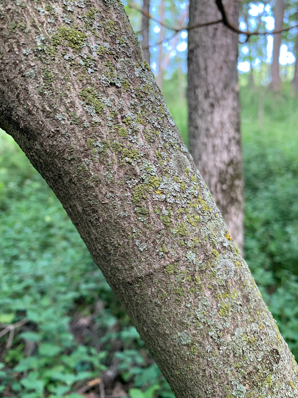 Pagoda Dogwood (Cornus Alternifolia)