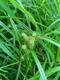 Hop Sedge (Carex Lupulina)