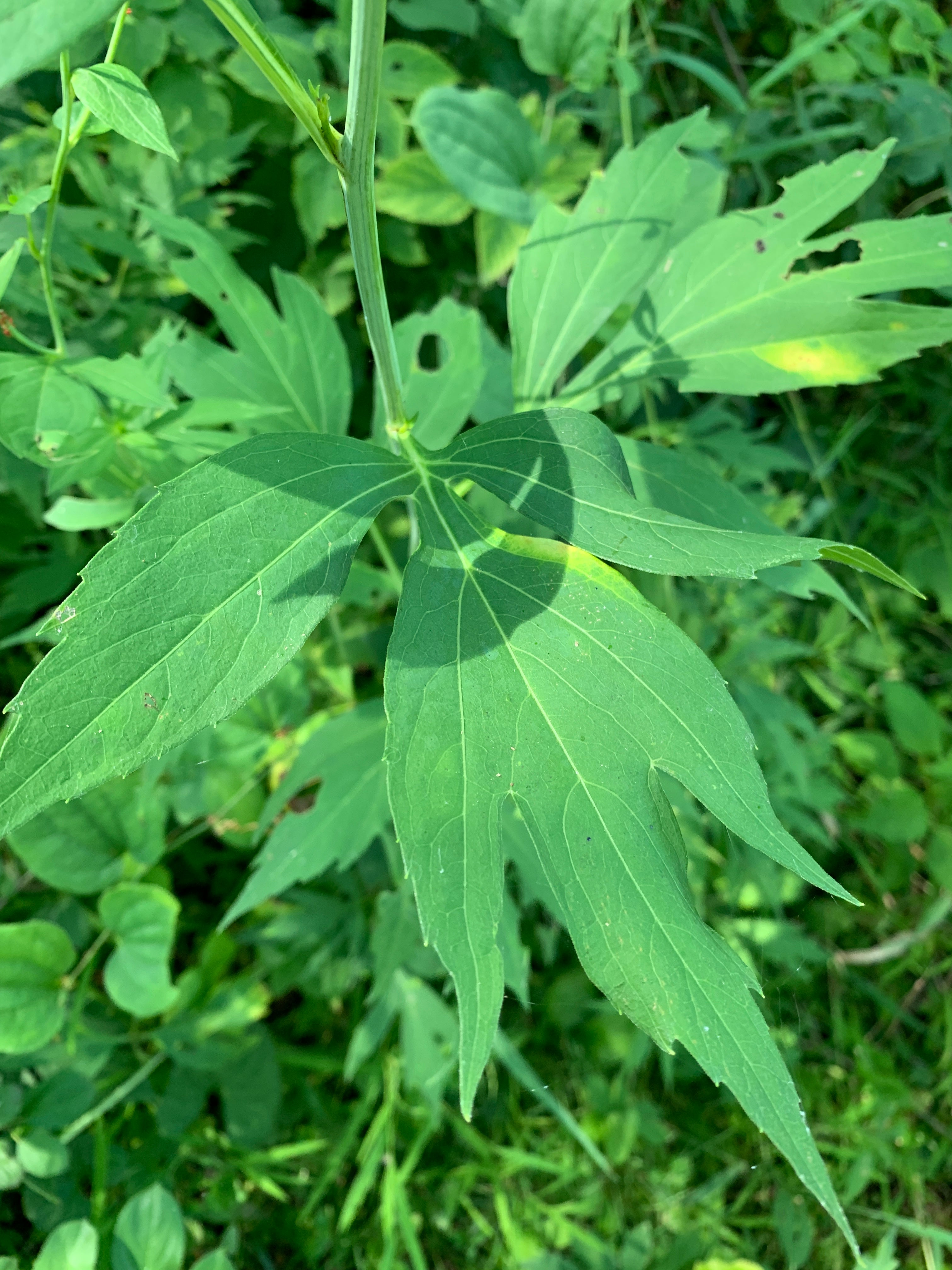 Cutleaf Coneflower (Rudbeckia Laciniata)