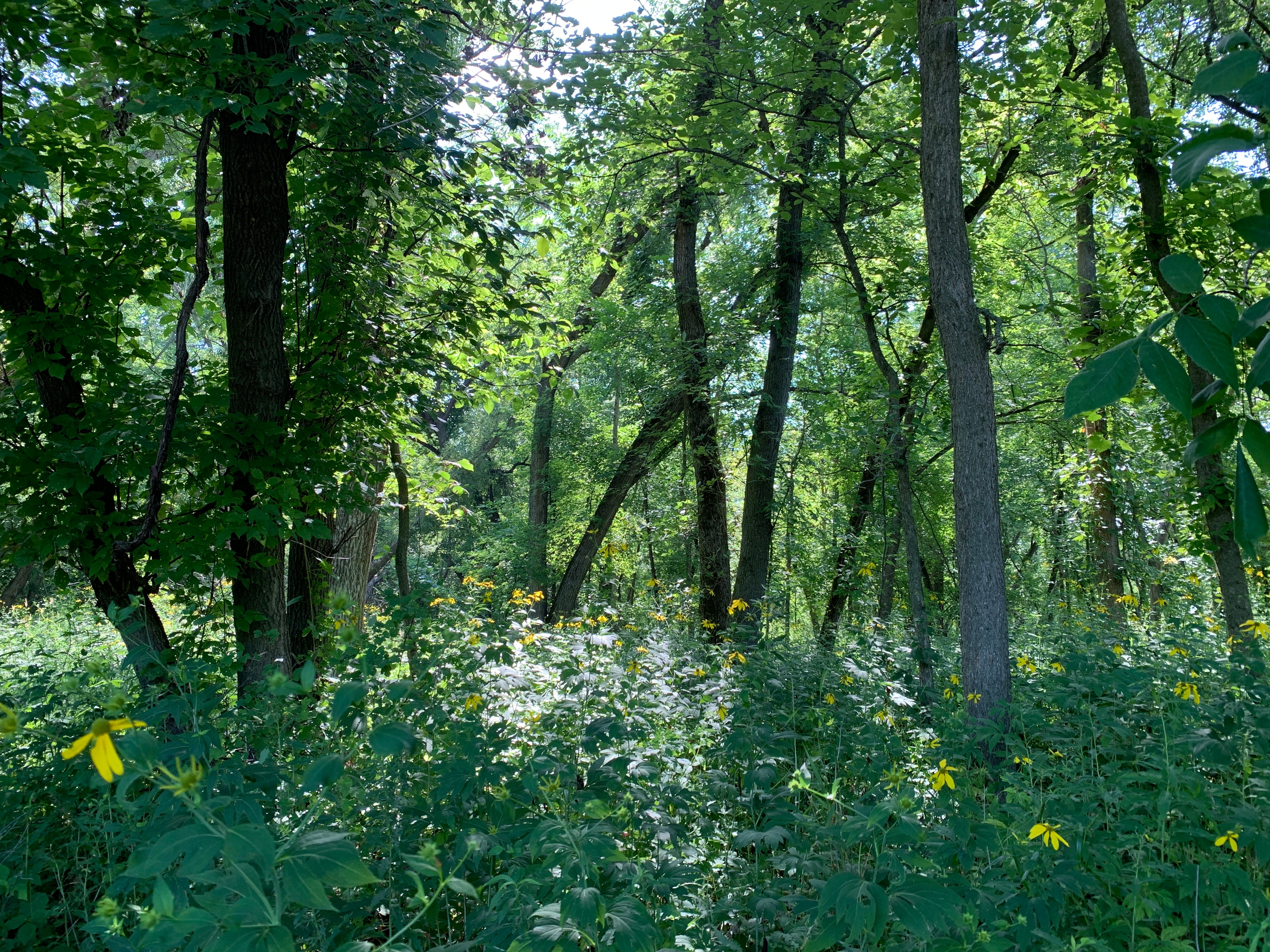 Cutleaf Coneflower (Rudbeckia Laciniata)