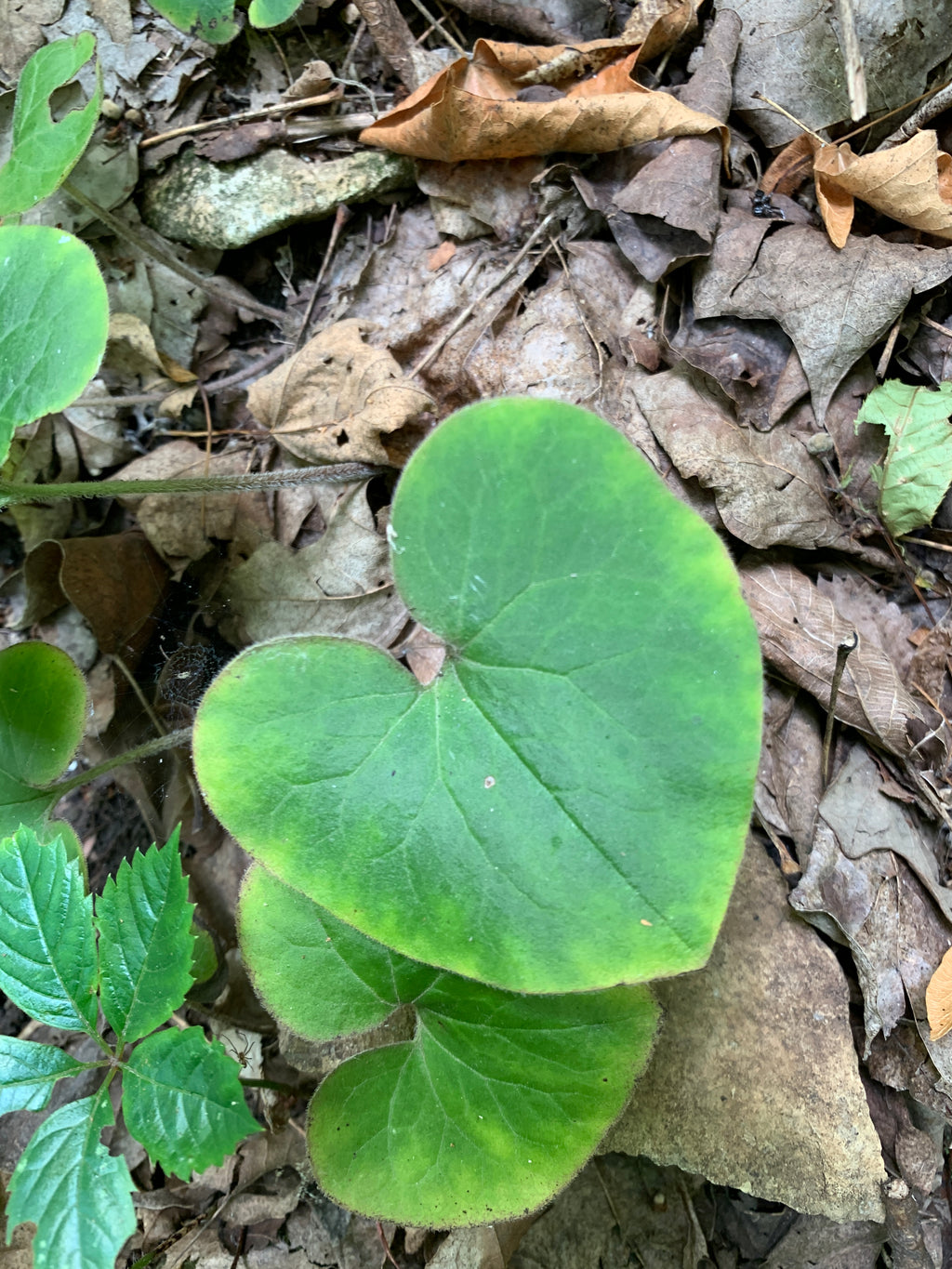 Canadian Wild Ginger (Asarum Canadense)