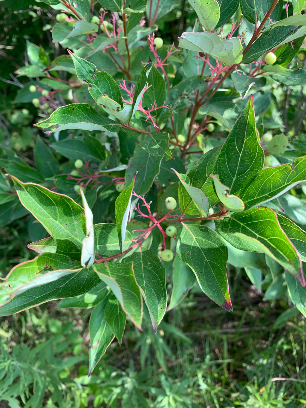 Gray Dogwood (Cornus Racemosa)
