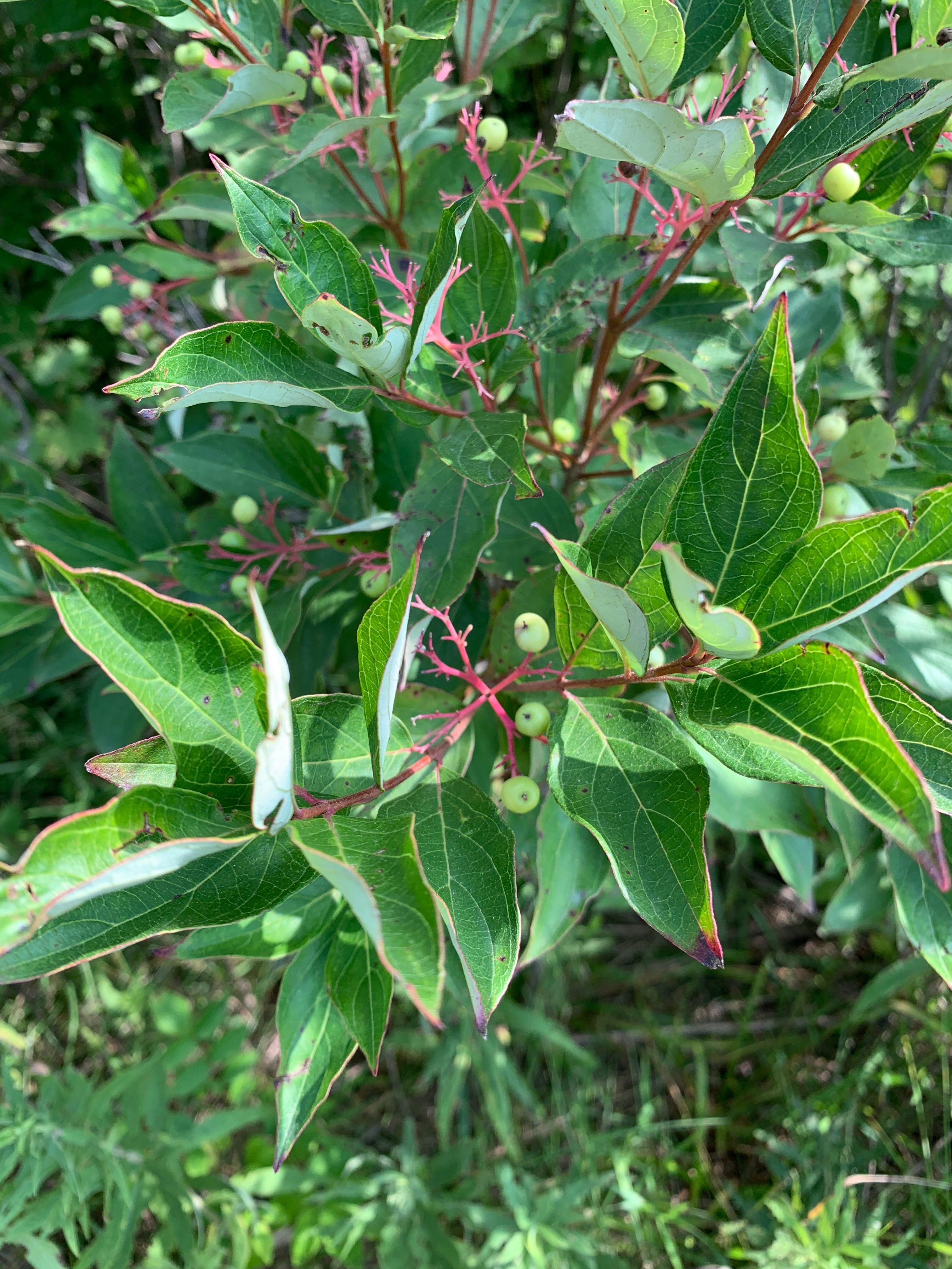Gray Dogwood (Cornus Racemosa)