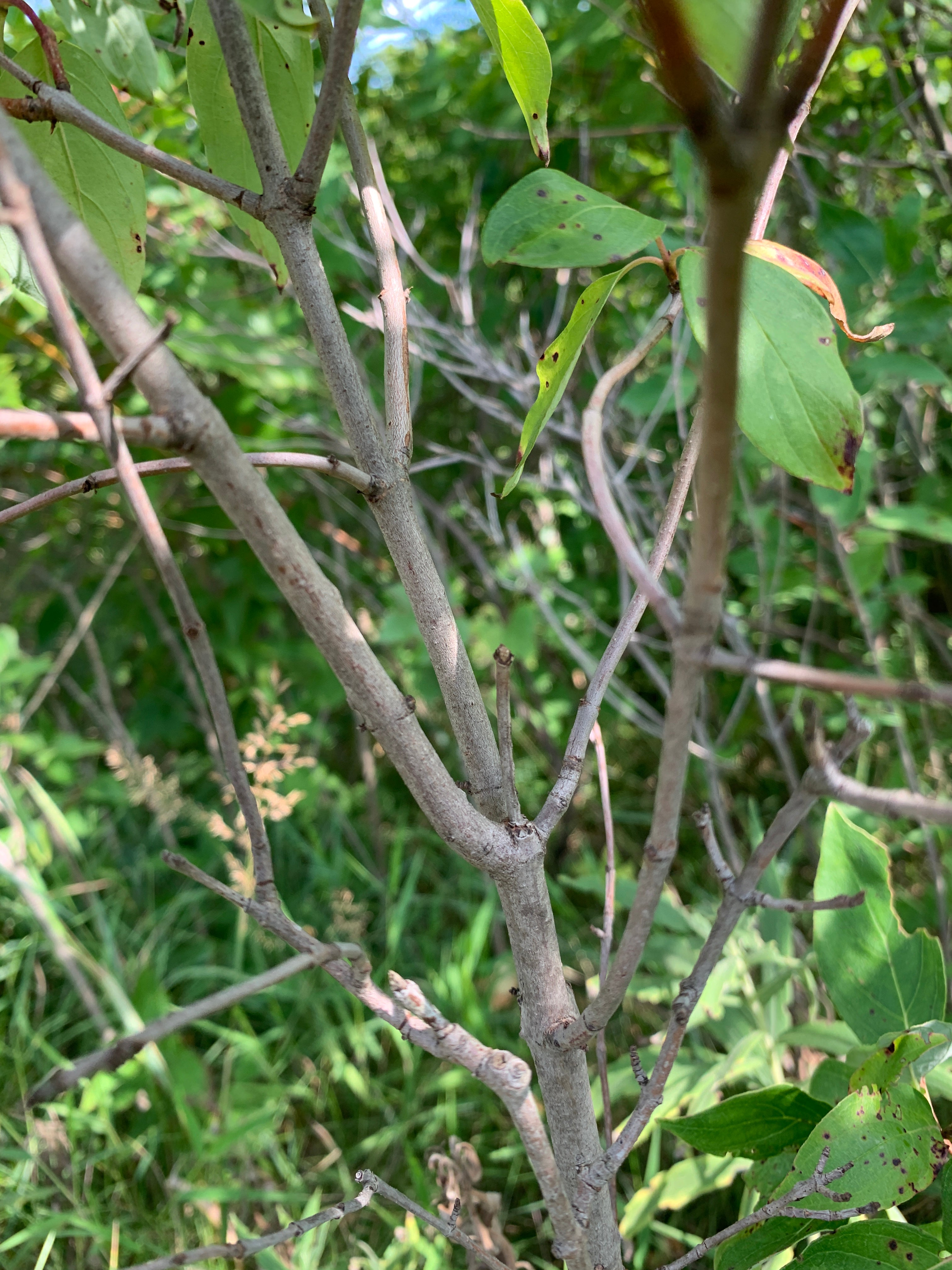 Gray Dogwood (Cornus Racemosa)