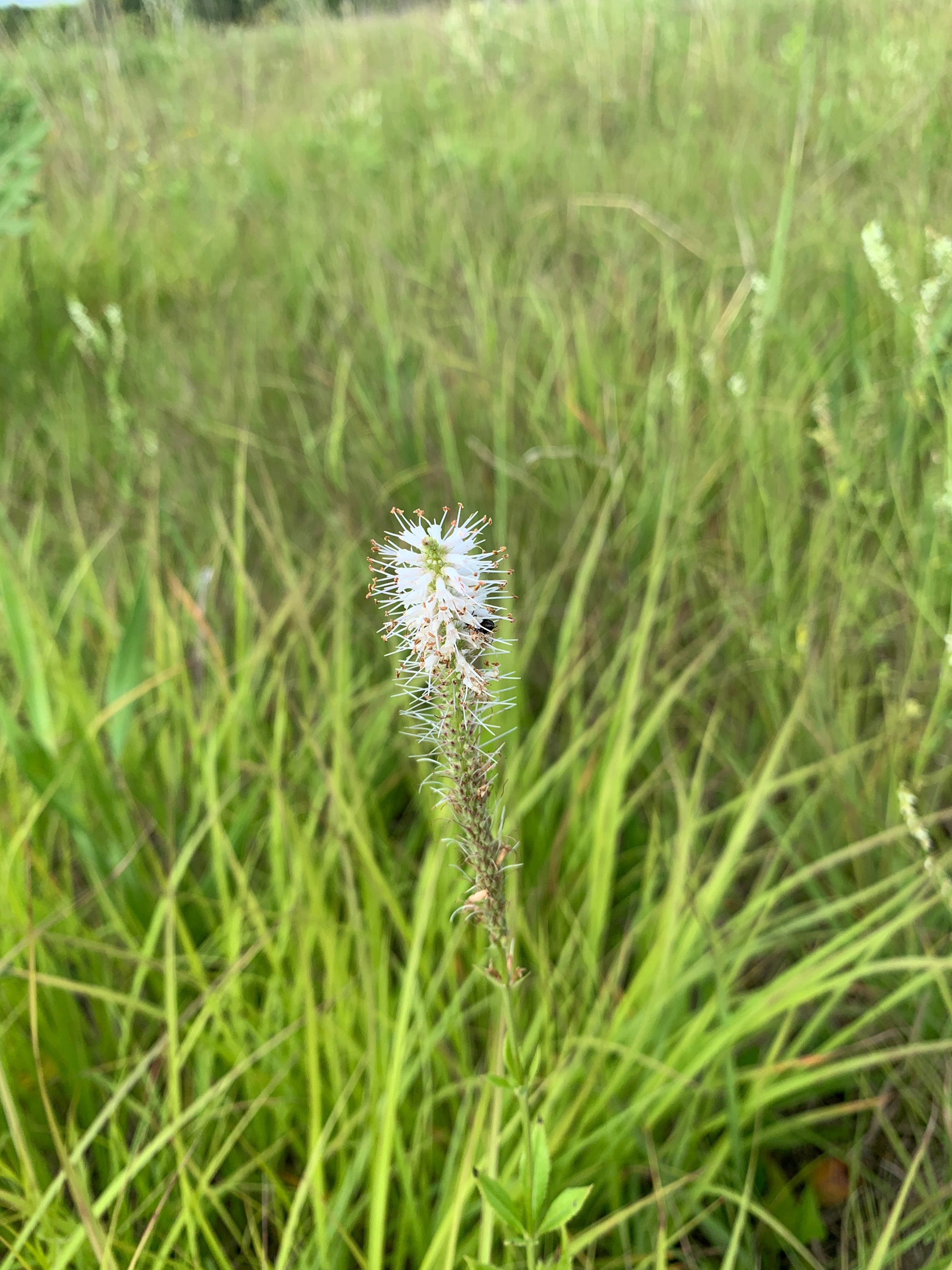 Culver's Root (Veronicastrum Virginicum)