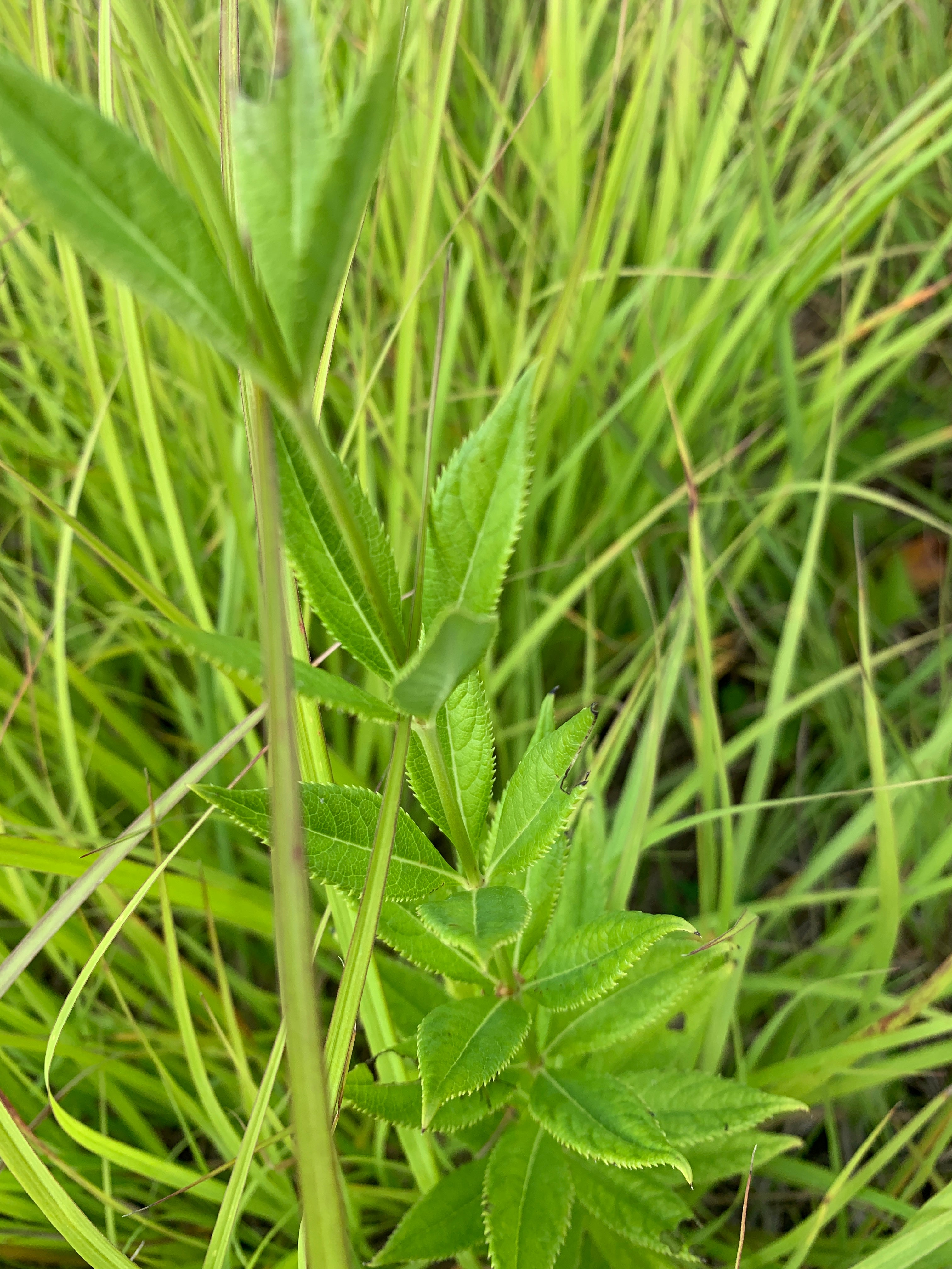 Culver's Root (Veronicastrum Virginicum)