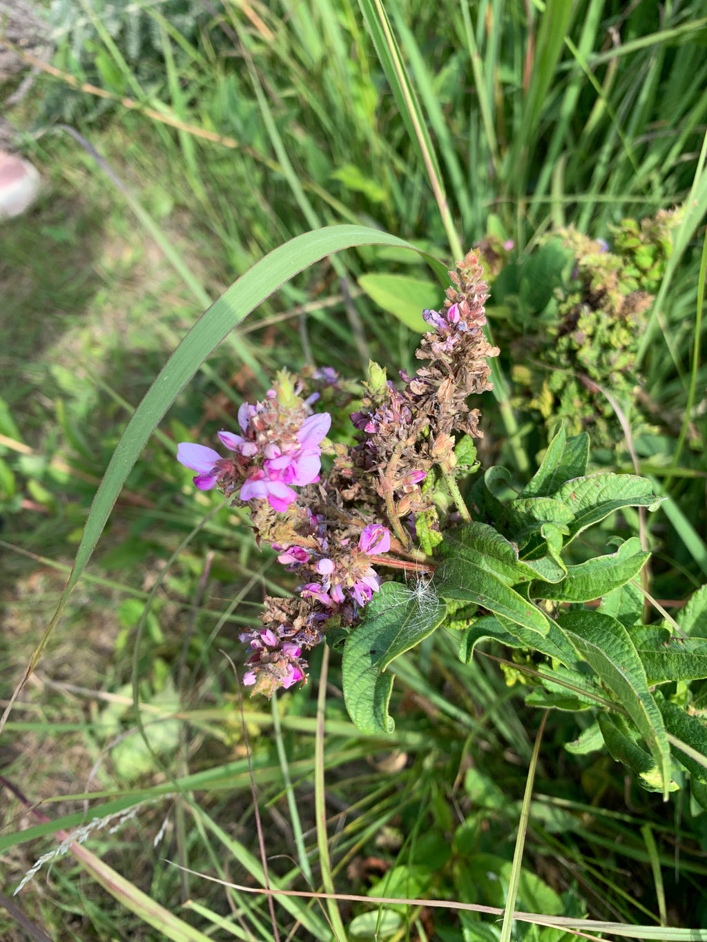 Showy Tick Trefoil (Desmodium canadense)