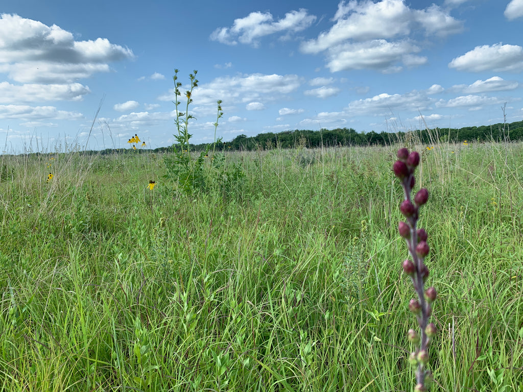 Meadow Blazing Star (Liatris Ligulistylis)