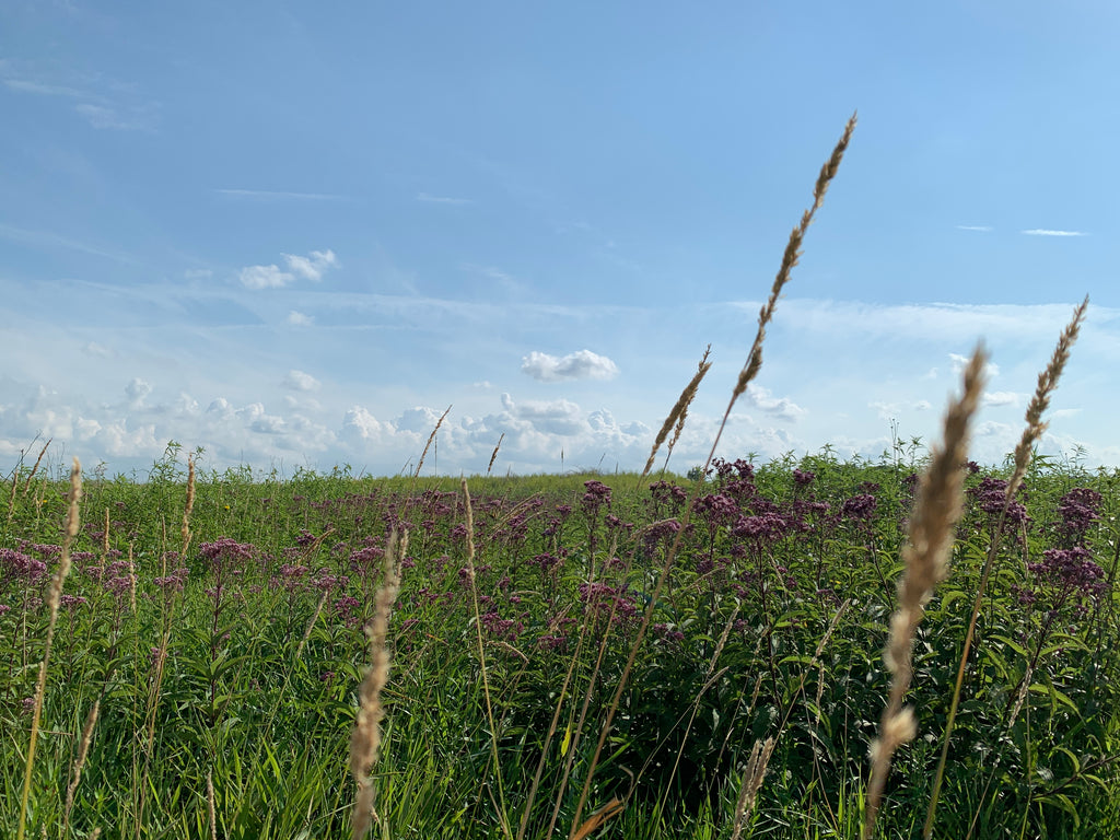 Spotted Joe Pye Weed (Eutrochium maculatum)