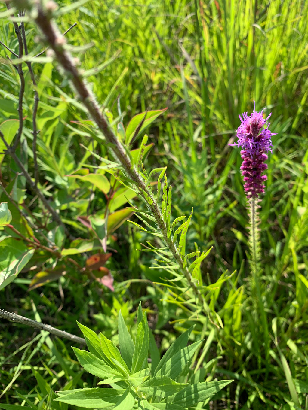 Prairie Blazing Star (Liatris Pycnostachya)