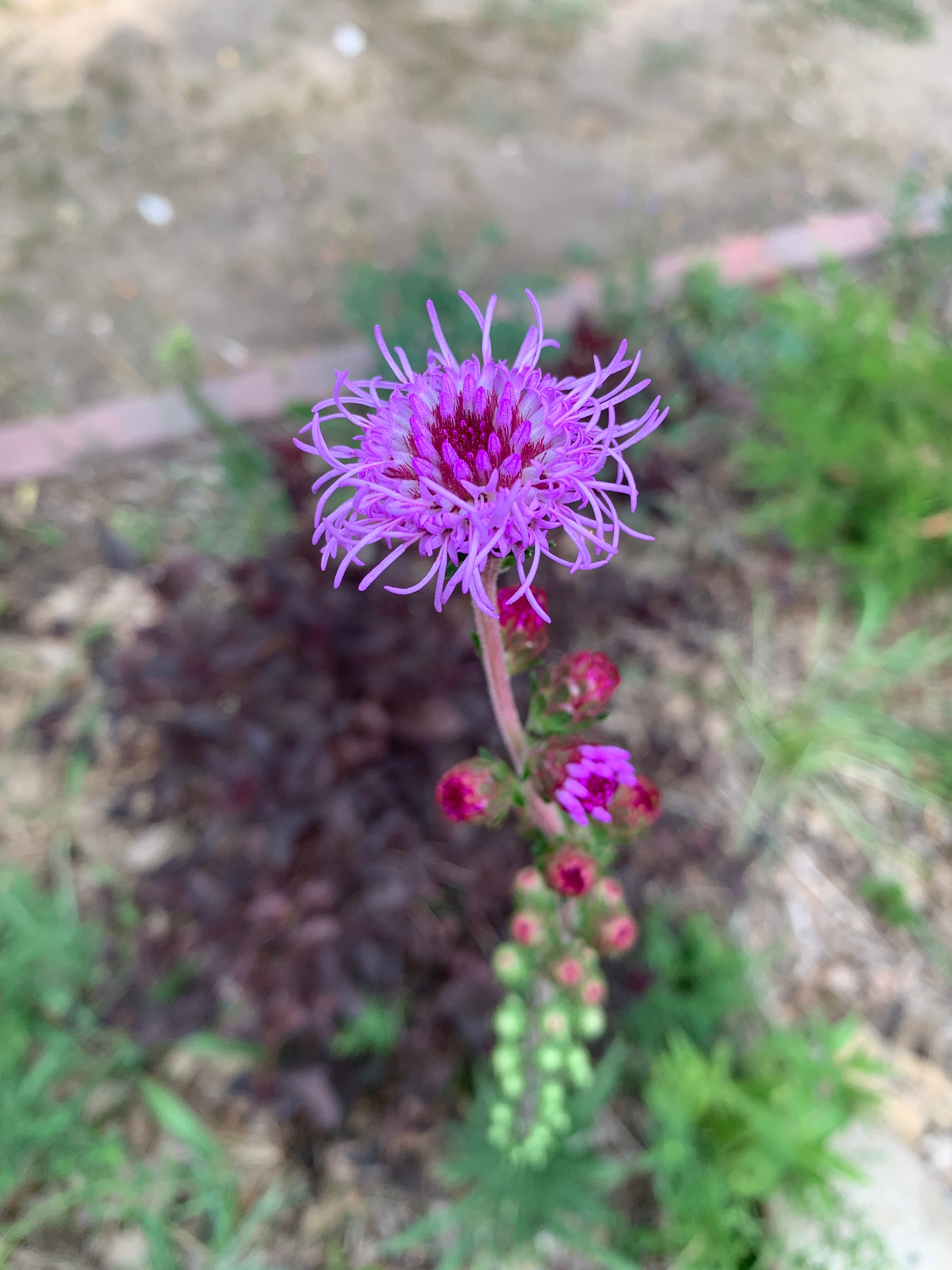 Meadow Blazing Star (Liatris Ligulistylis)