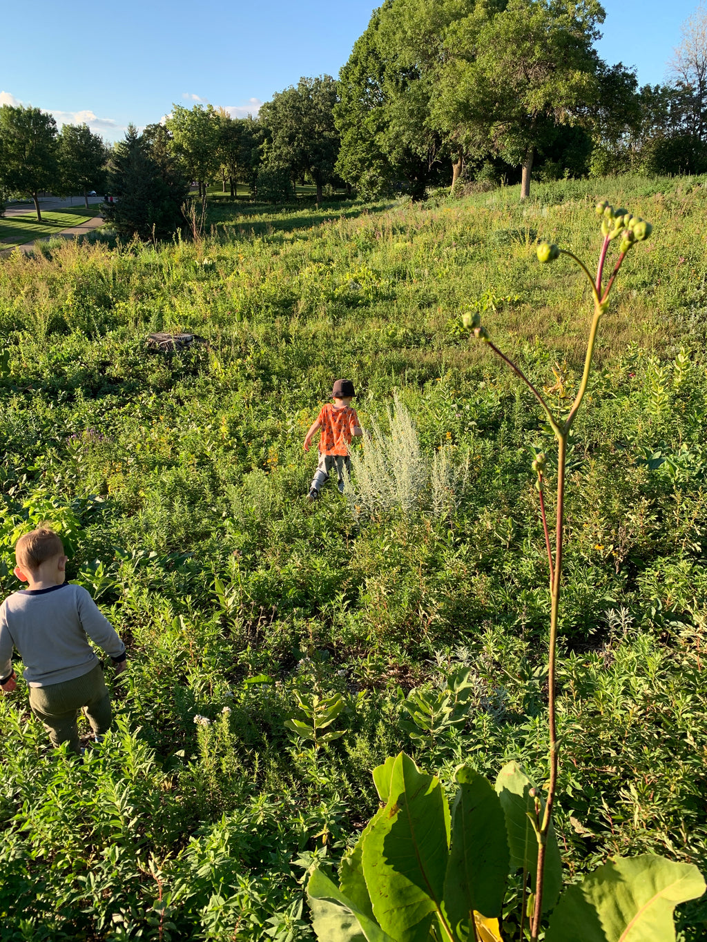 Prairie Dock (Silphium Terebinthinaceum)