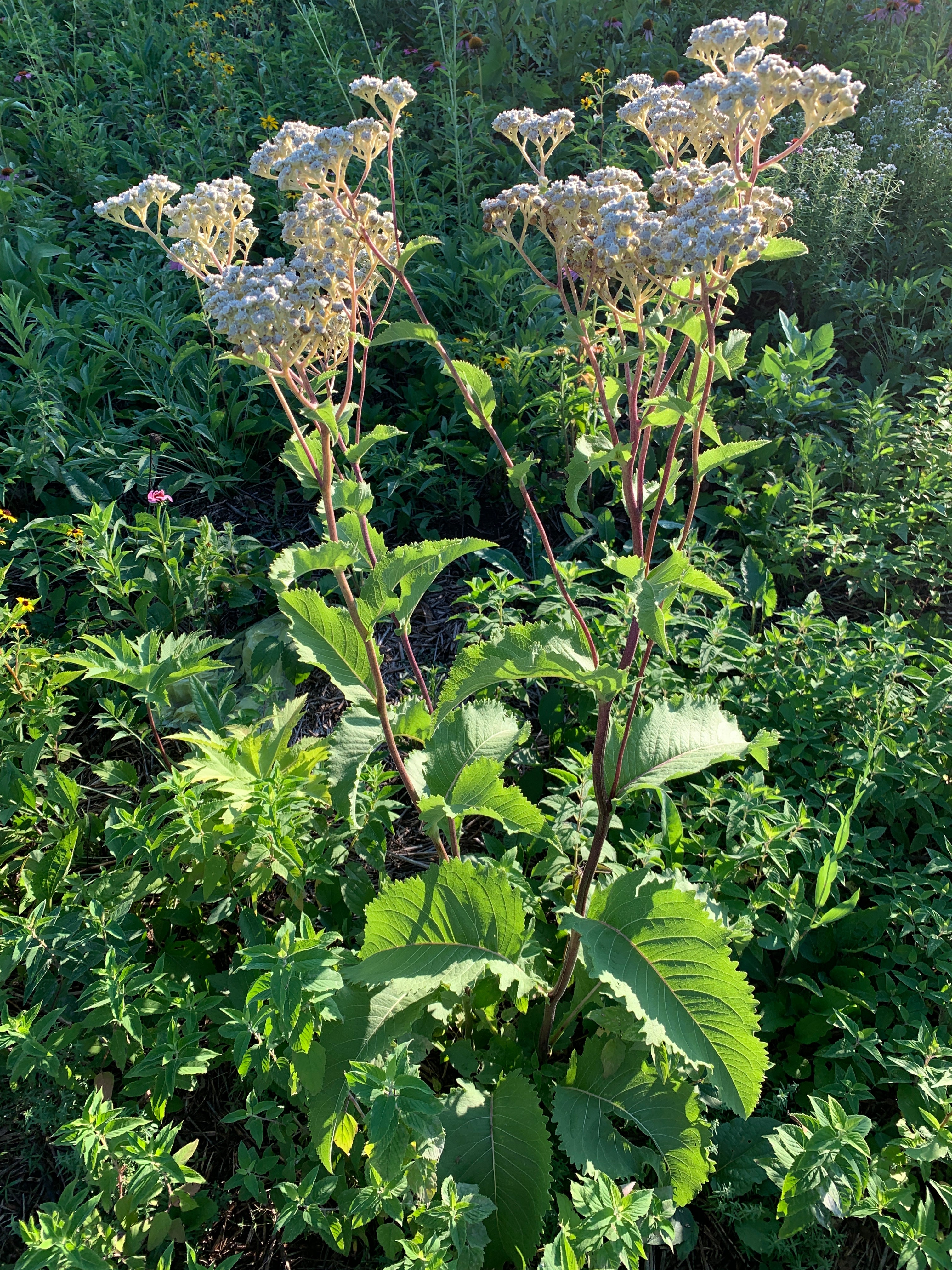 Wild Quinine (Parthenium Integrifolium)