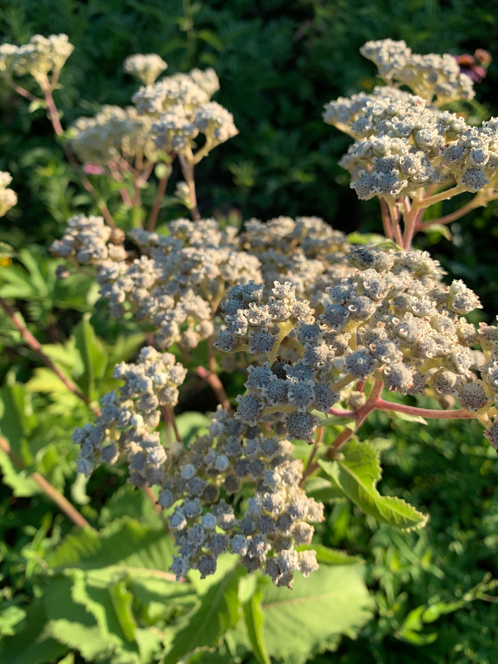 Wild Quinine (Parthenium Integrifolium)