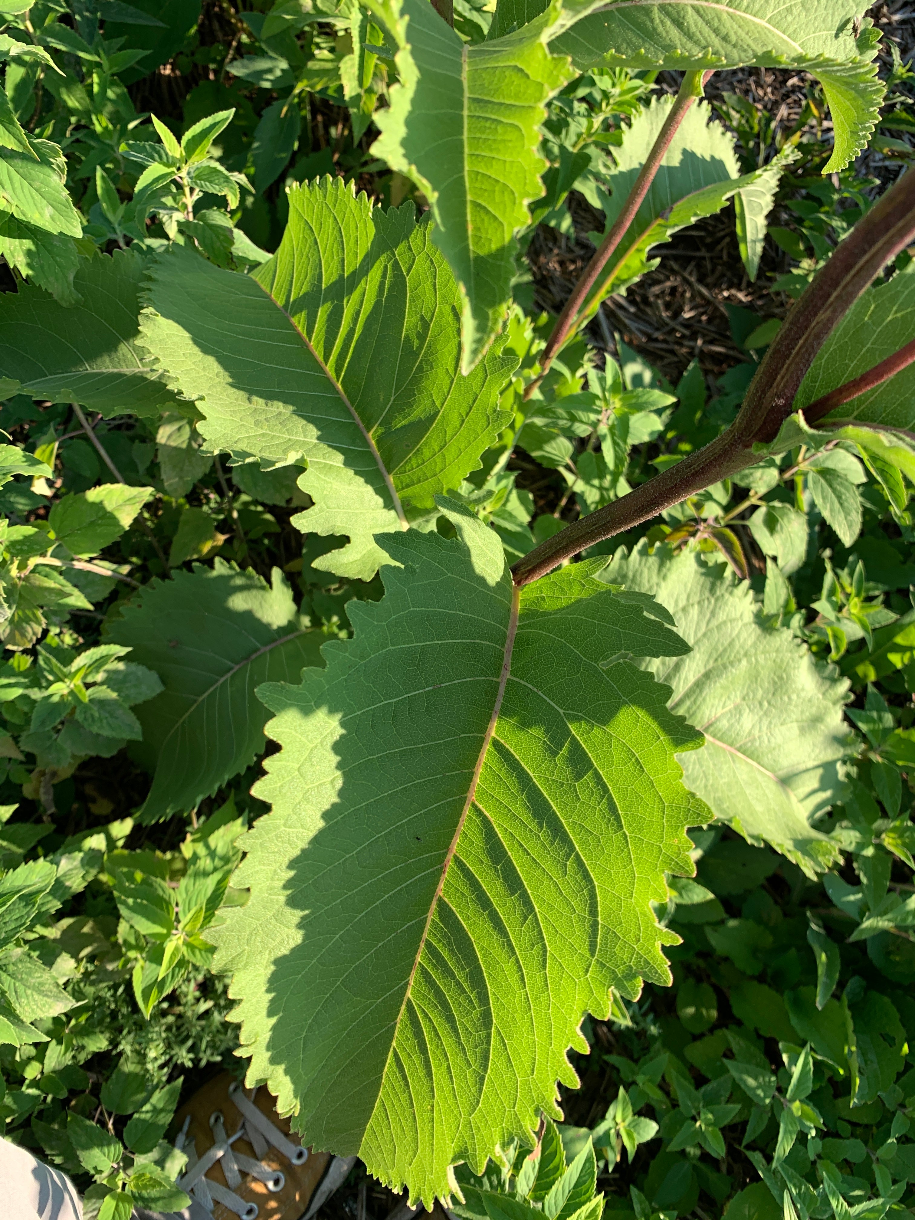 Wild Quinine (Parthenium Integrifolium)