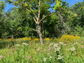 Woodland Edge Kit