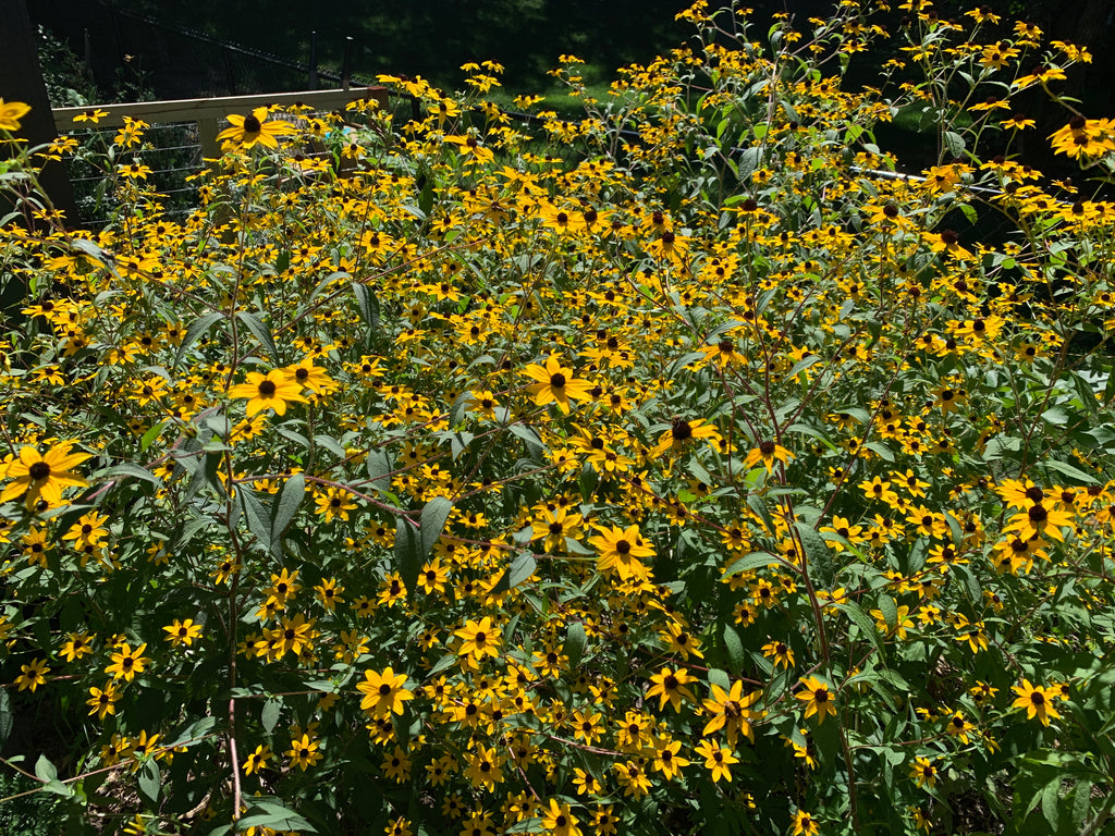 Brown-eyed Susan (Rudbeckia Triloba)