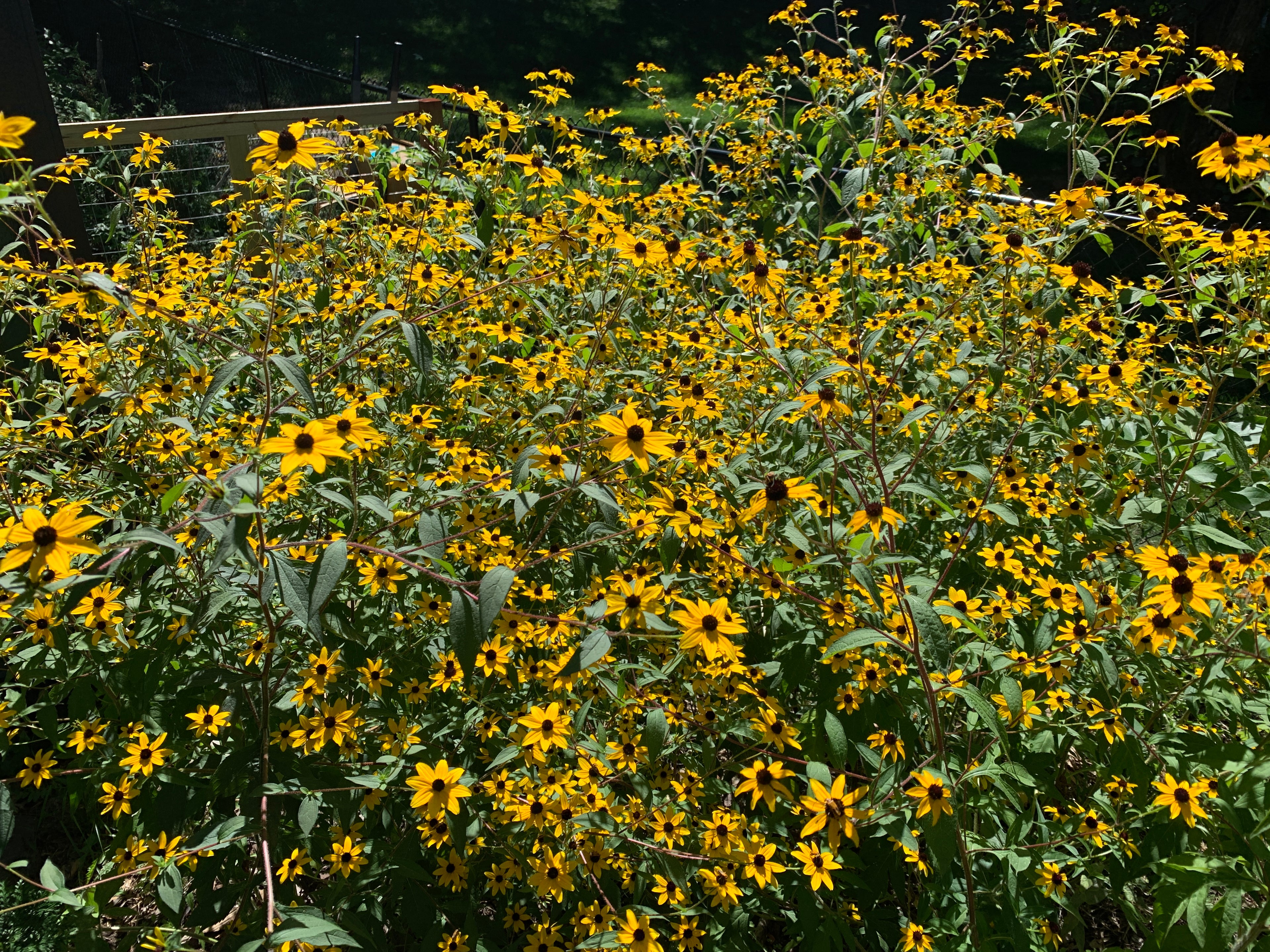 Brown-eyed Susan (Rudbeckia Triloba)