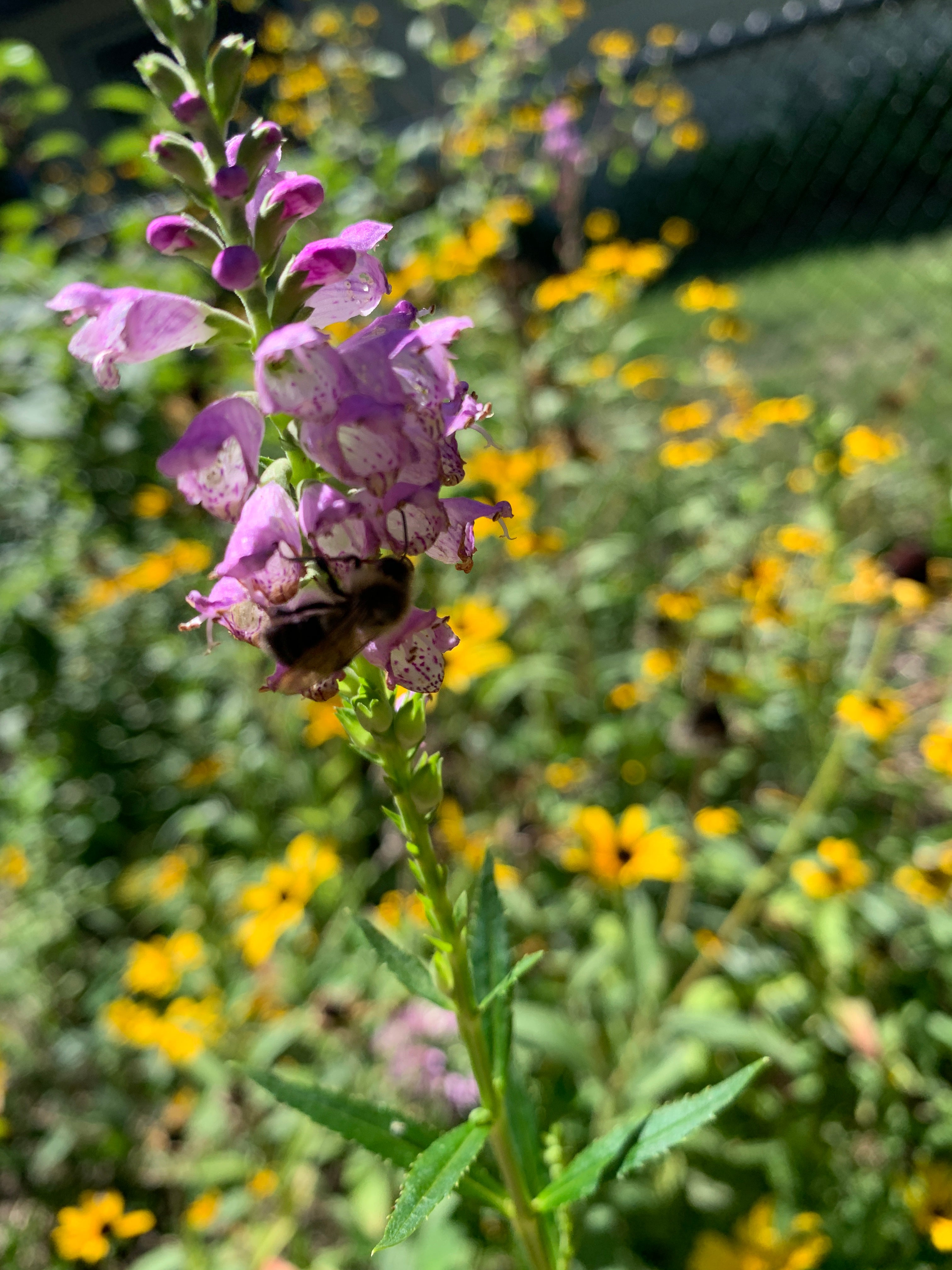Obedient Plant (Physostegia Virginiana)