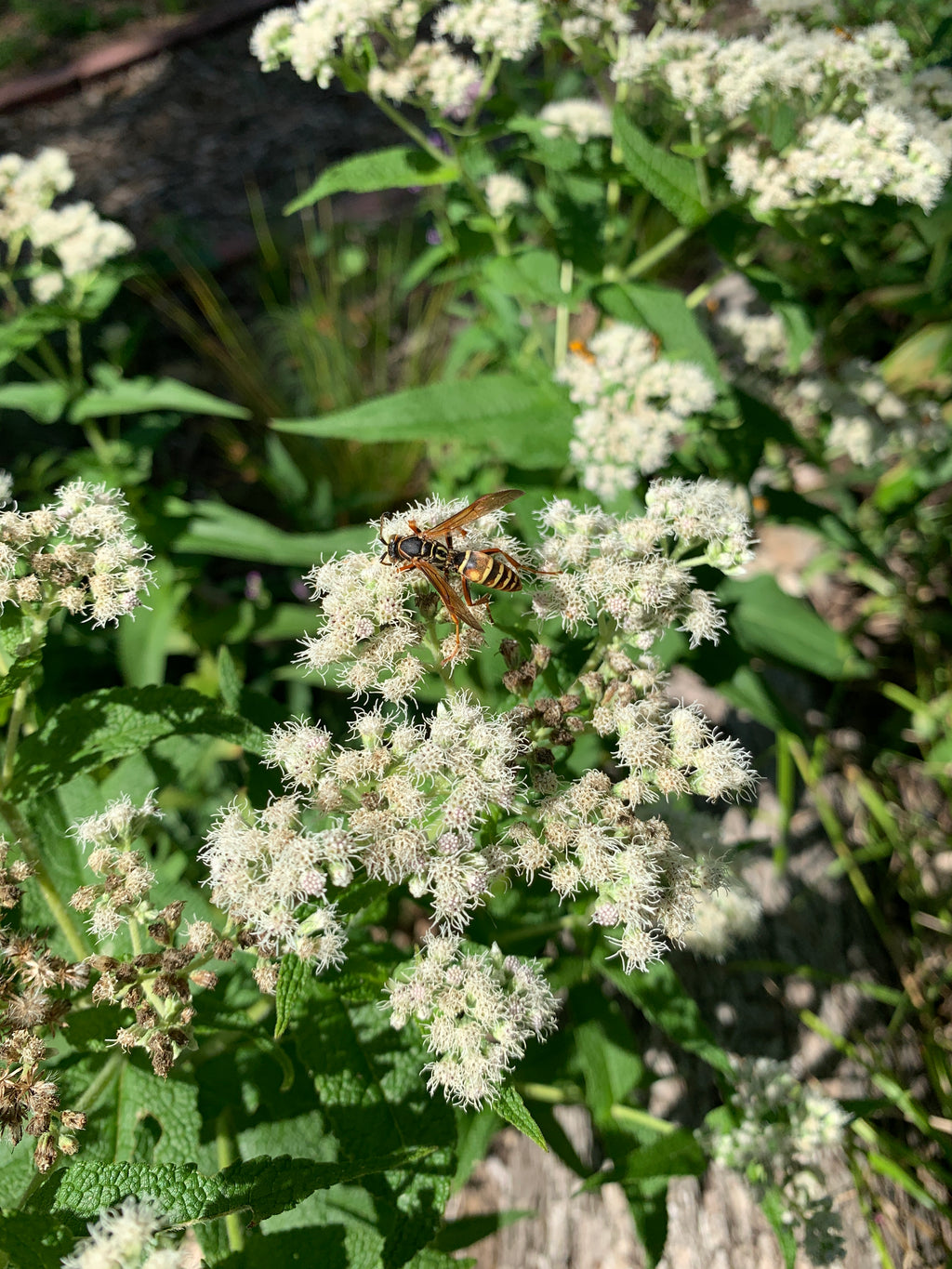 Common Boneset (Eupatorium Perfoliatum)