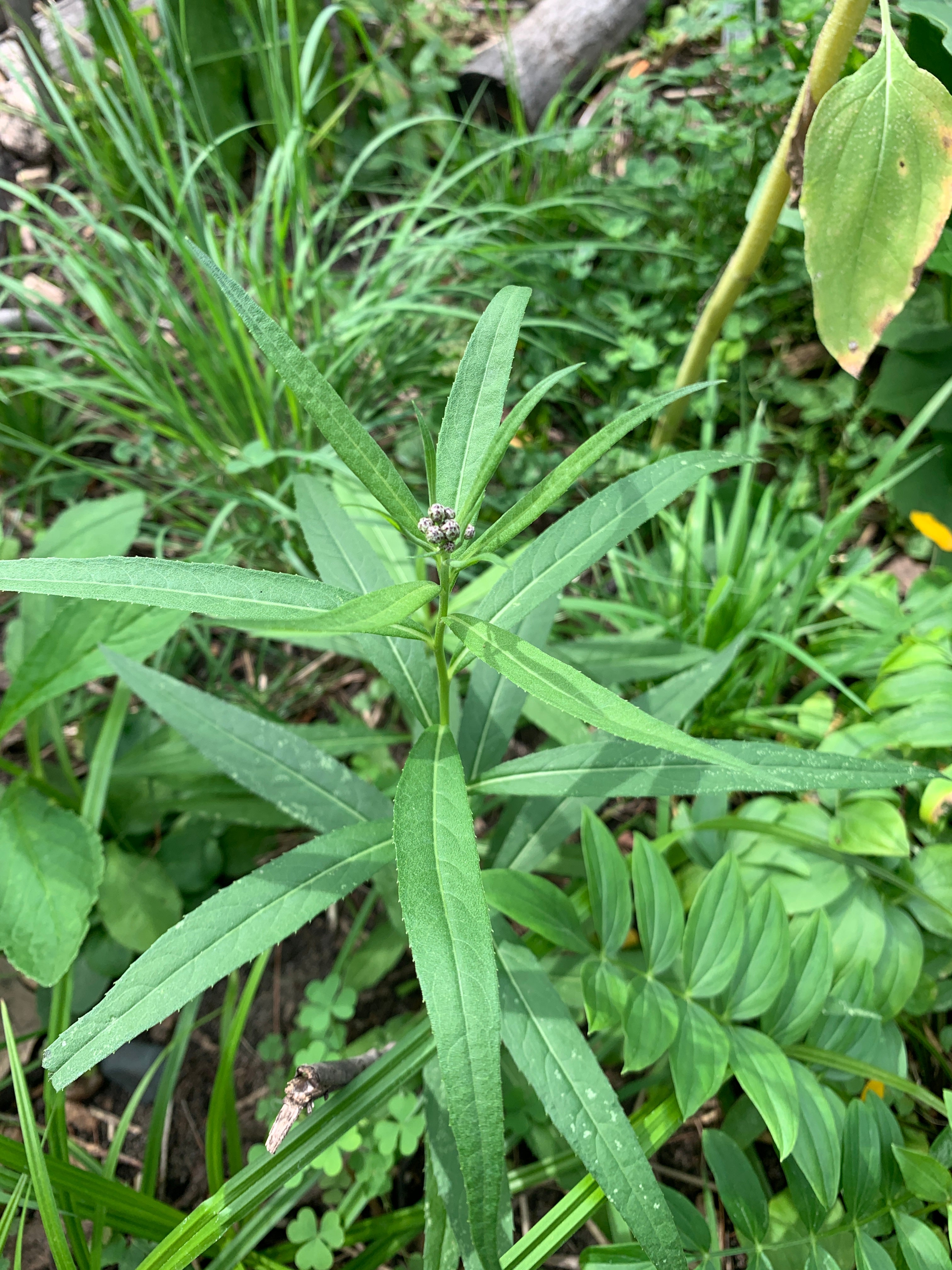 Ironweed (Vernonia Fasciculata)