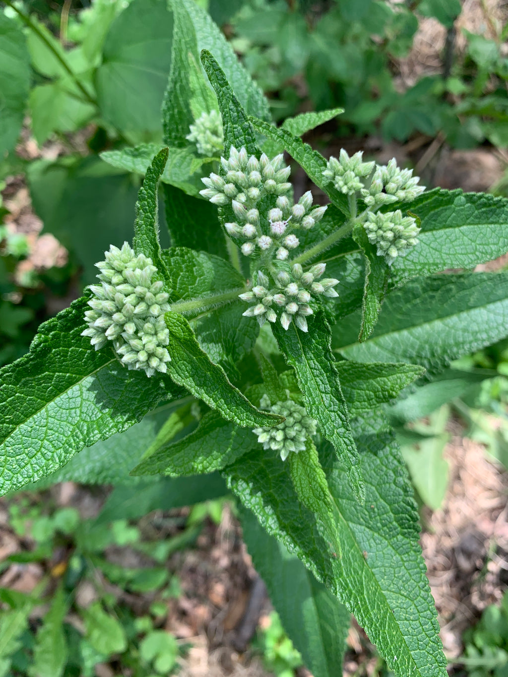 Common Boneset (Eupatorium Perfoliatum)