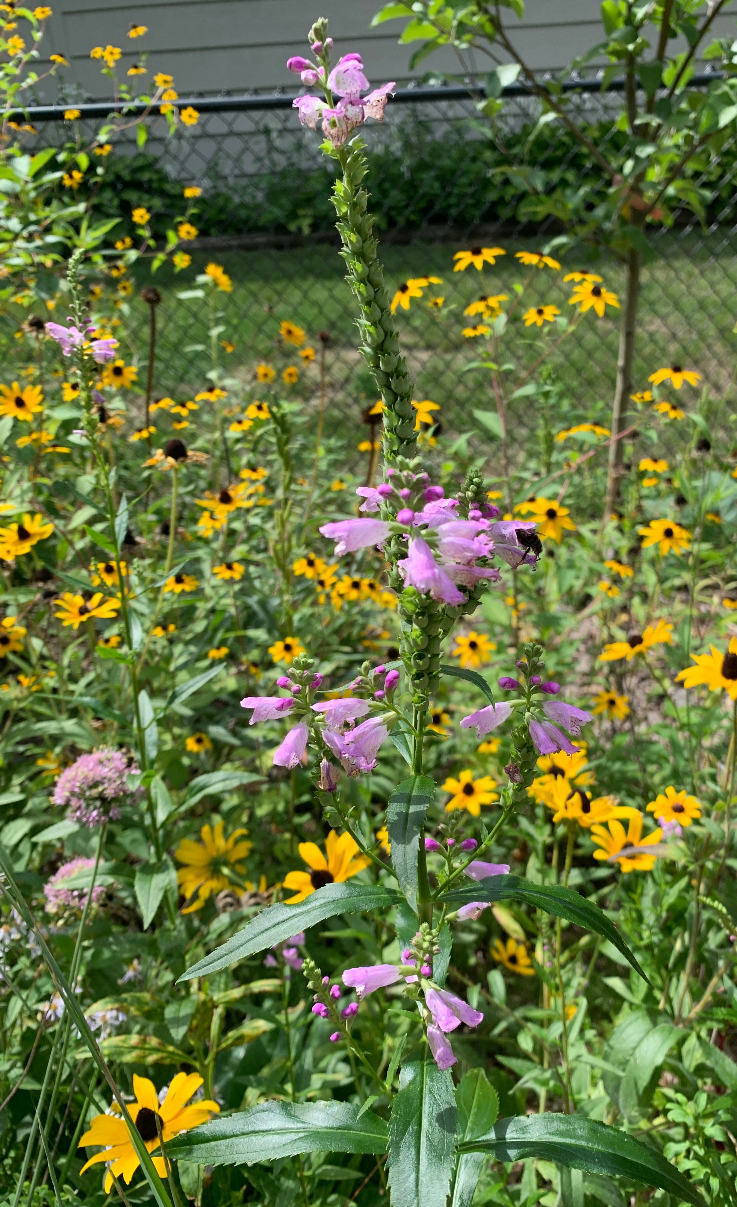 Obedient Plant (Physostegia Virginiana)