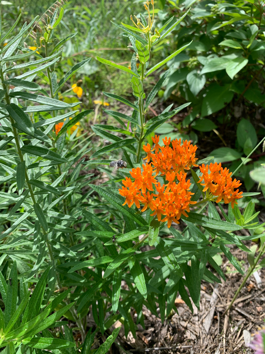 Butterfly Milkweed (Asclepias Tuberosa)